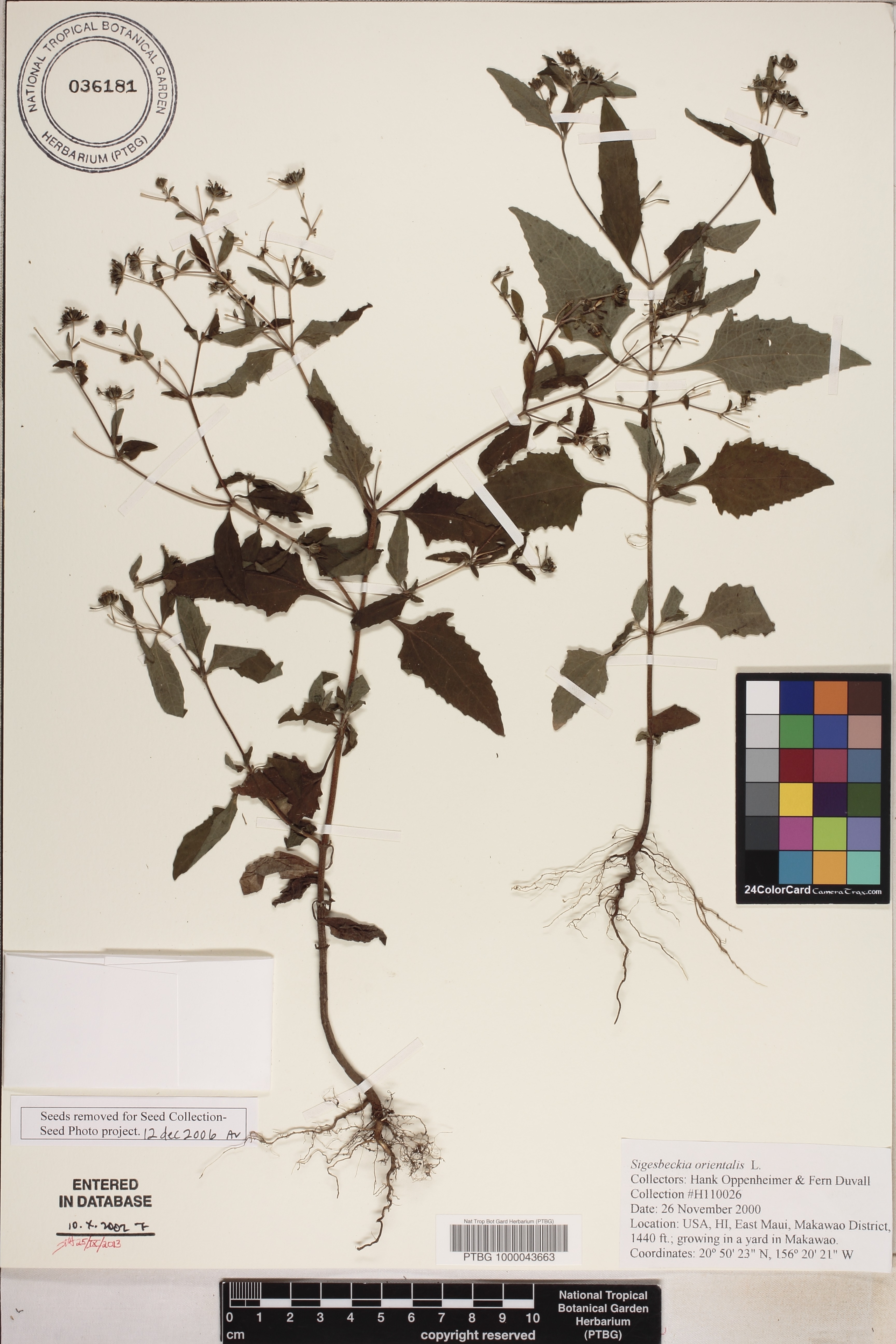 Sigesbeckia orientalis image