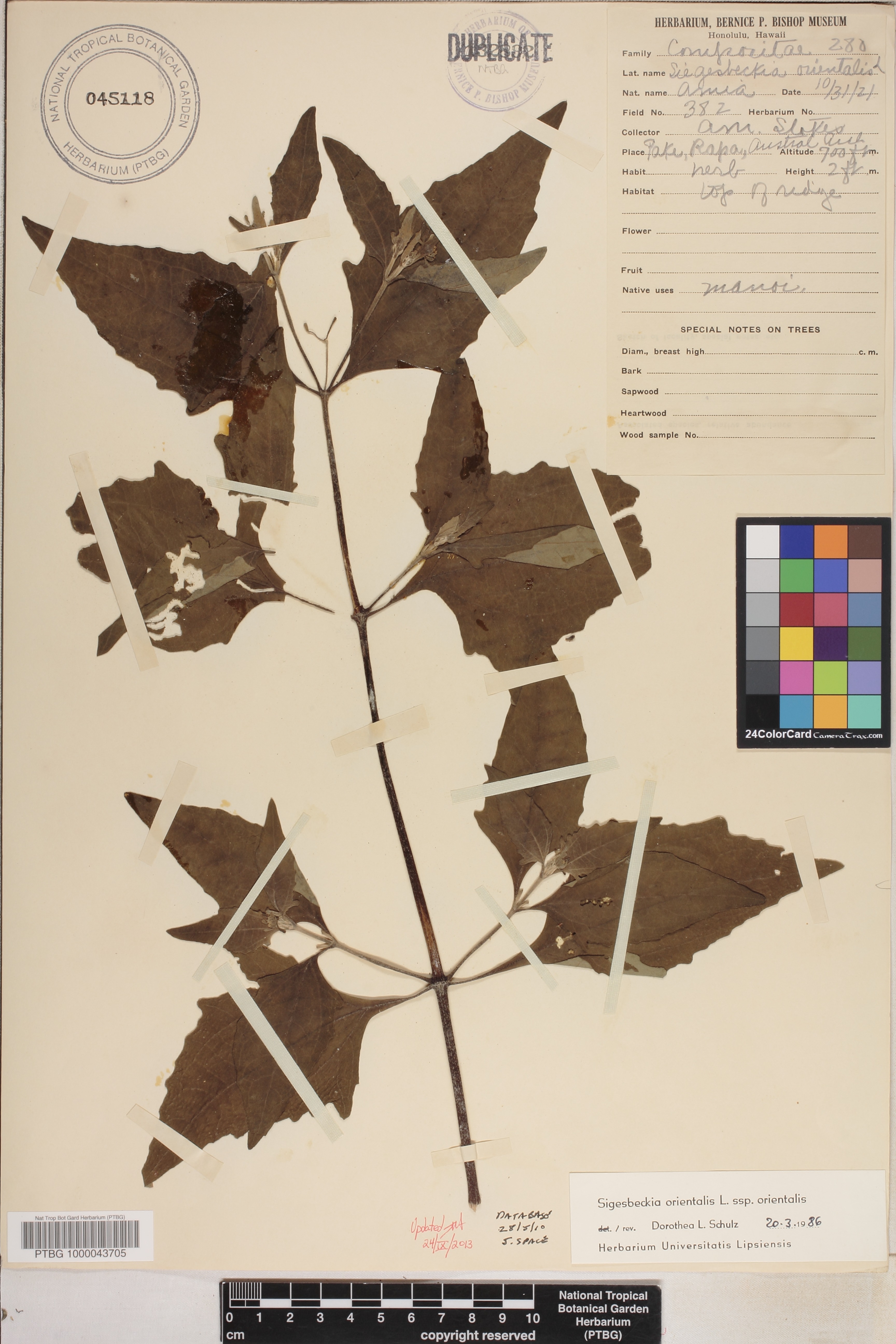Sigesbeckia image