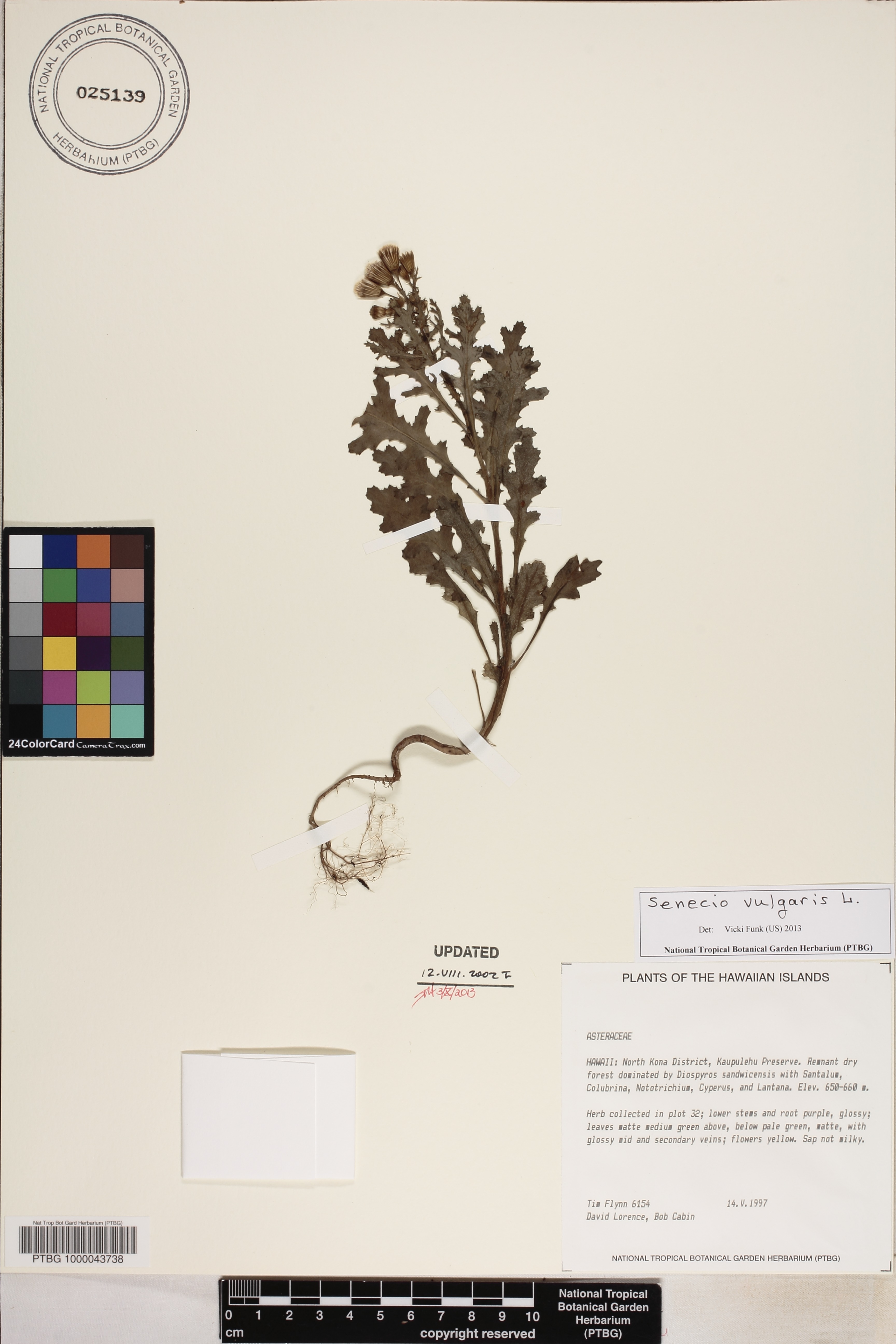 Senecio image