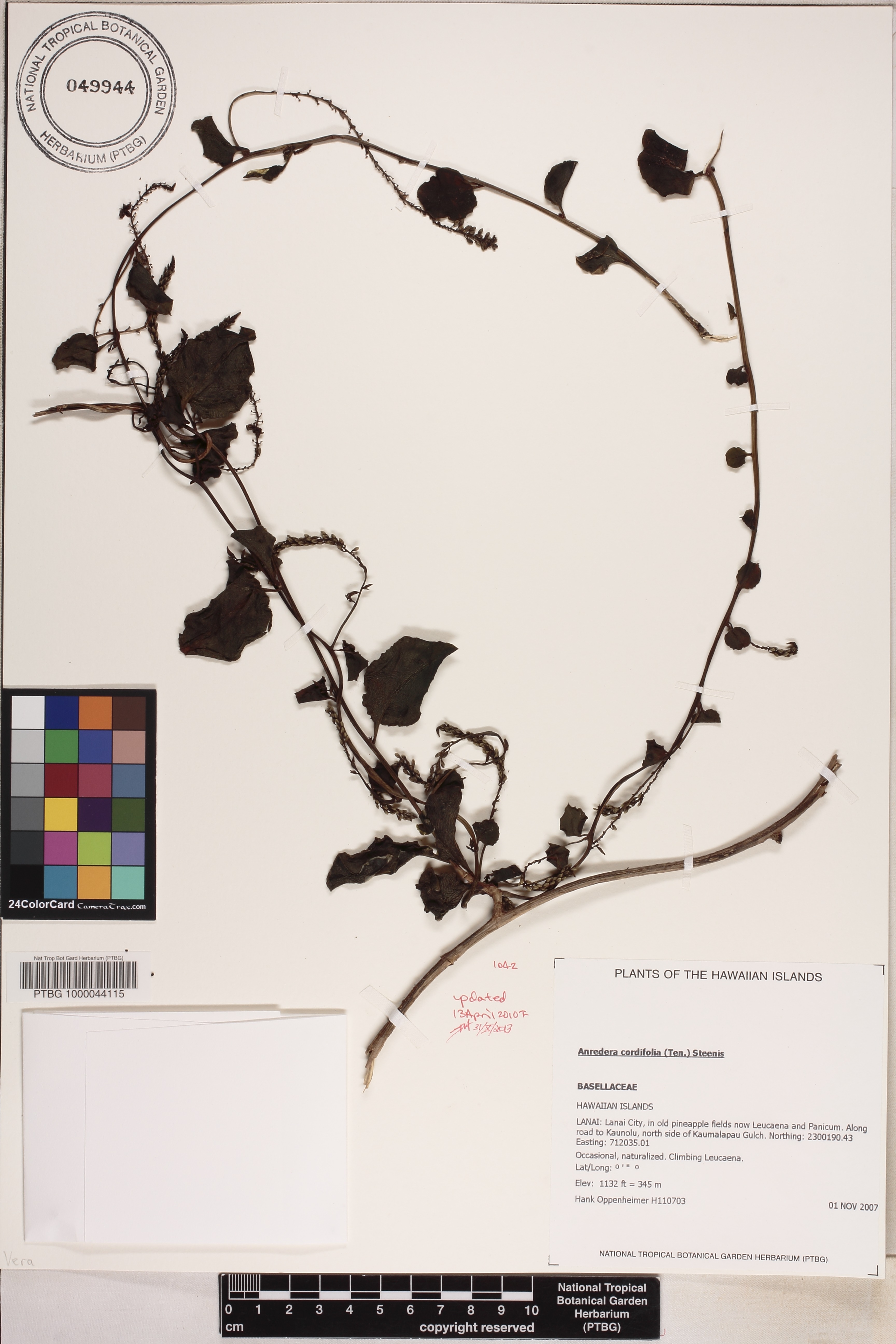 Anredera cordifolia image