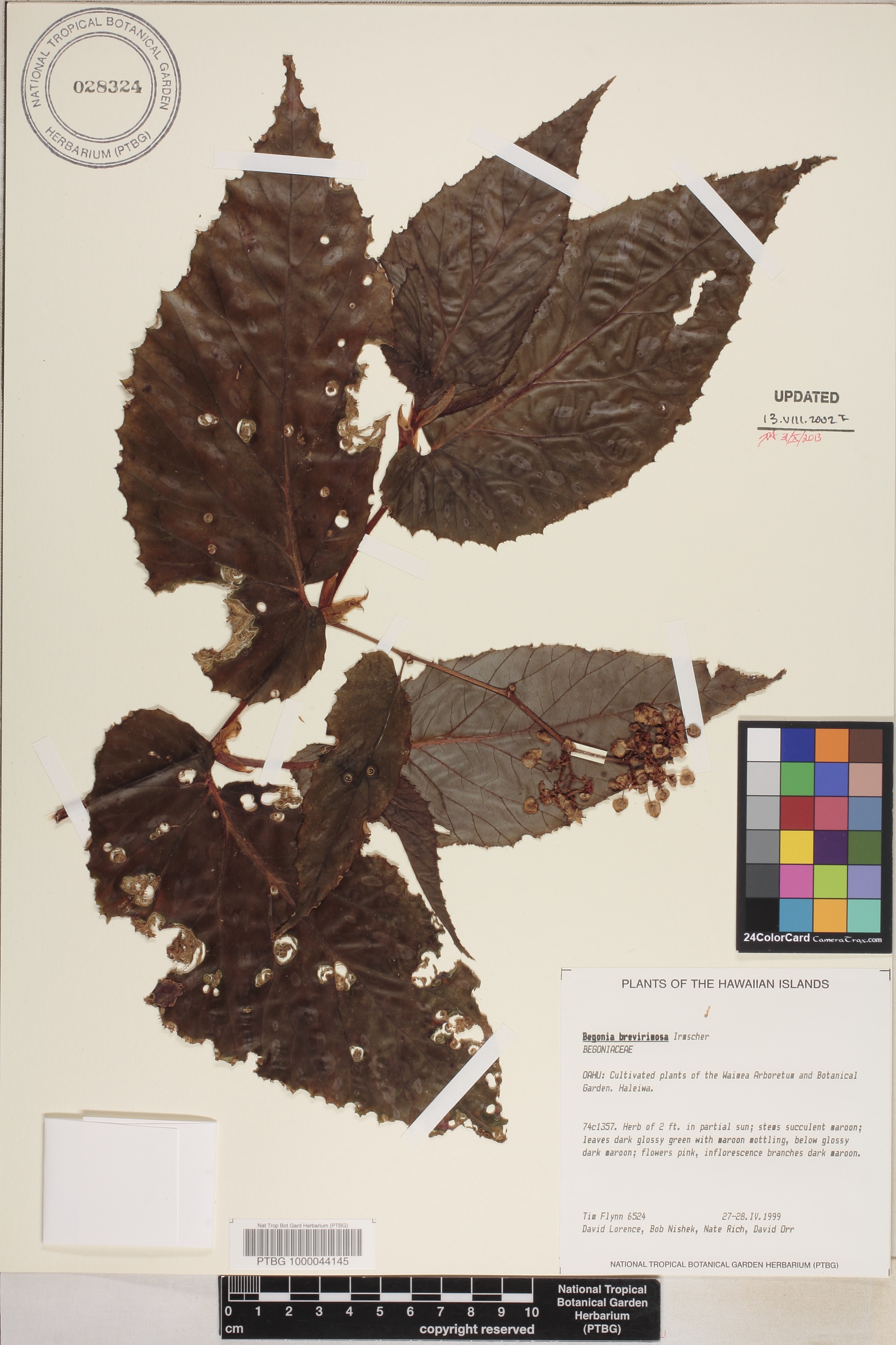 Begonia brevirimosa image