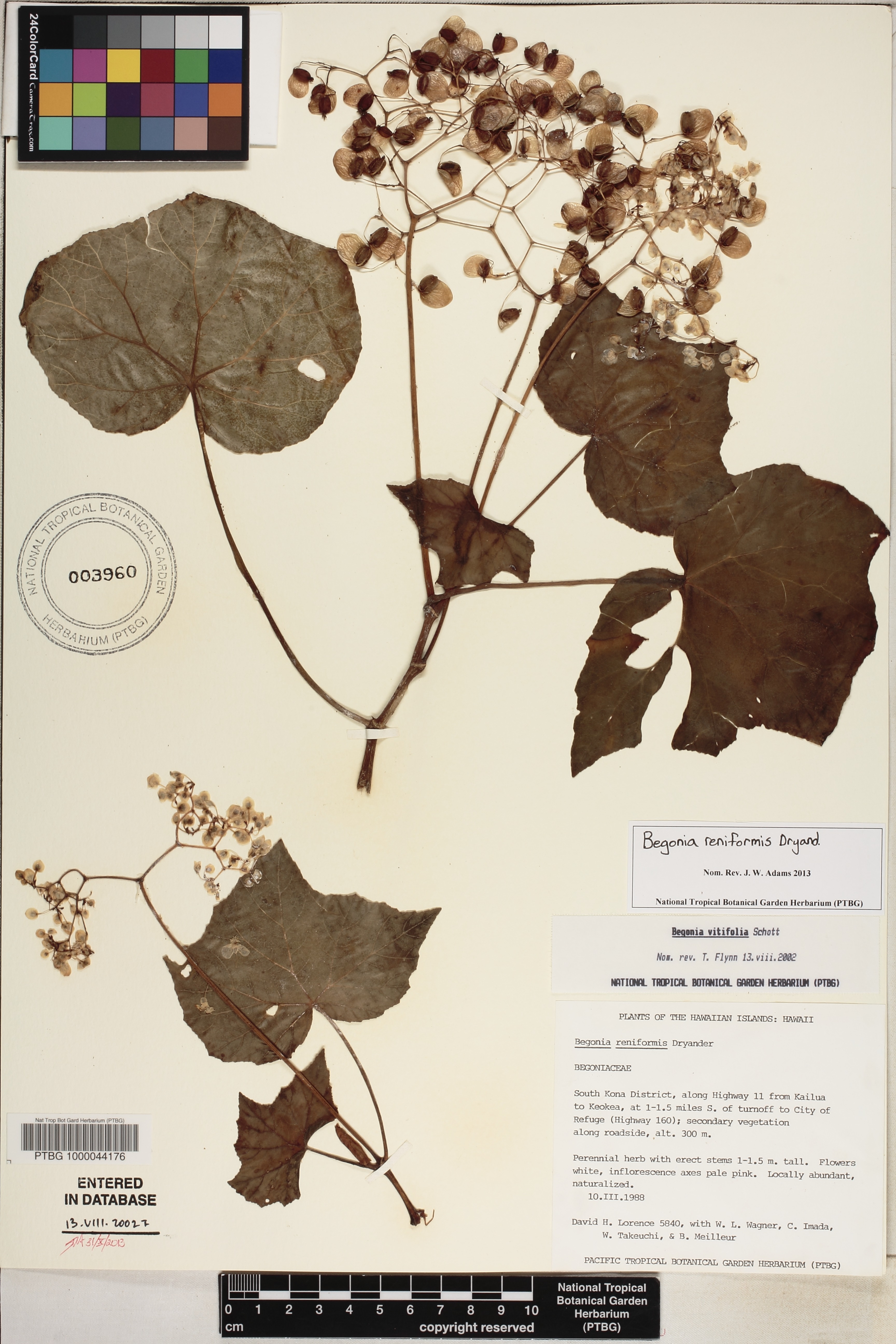 Begonia reniformis image