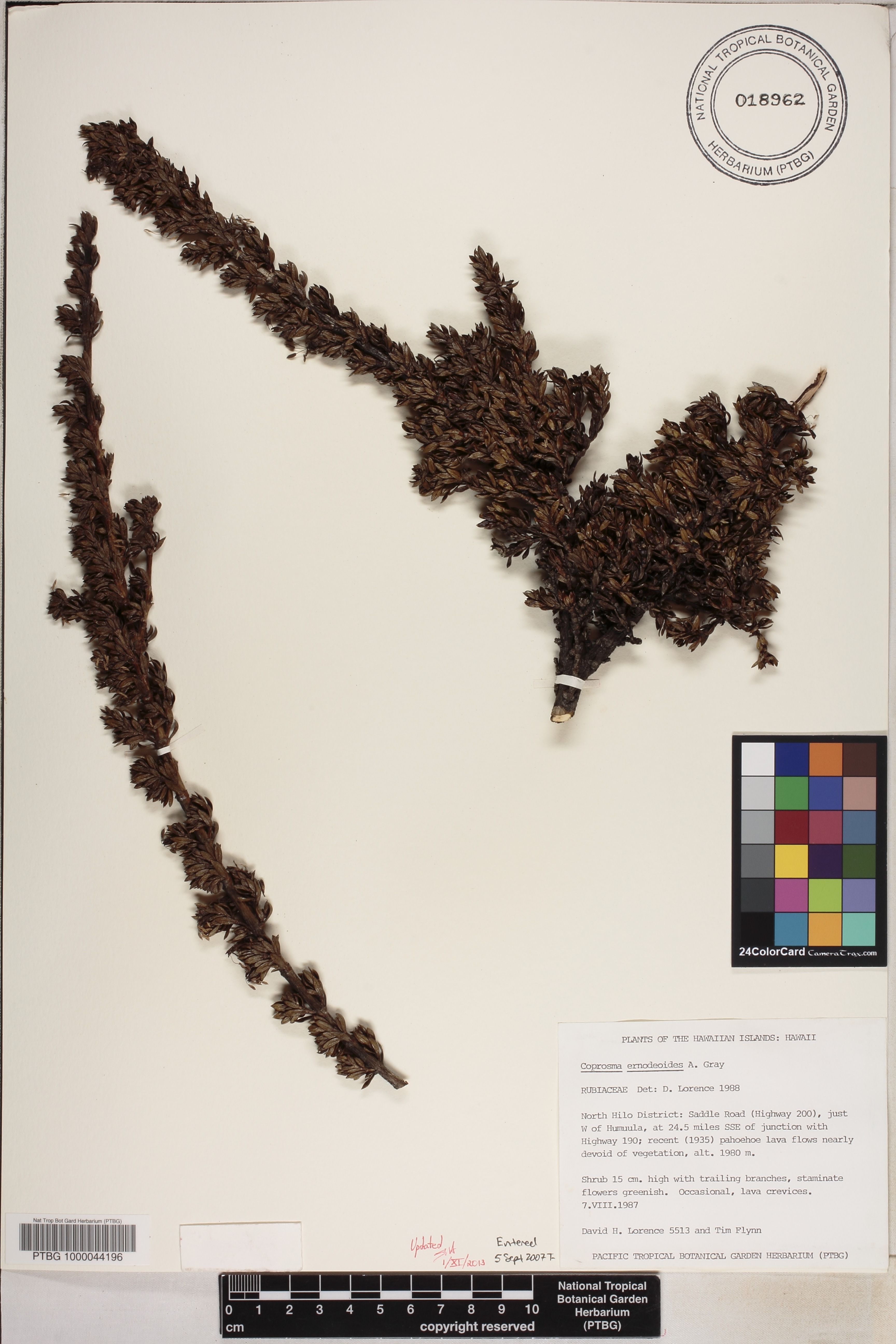 Coprosma ernodeoides image