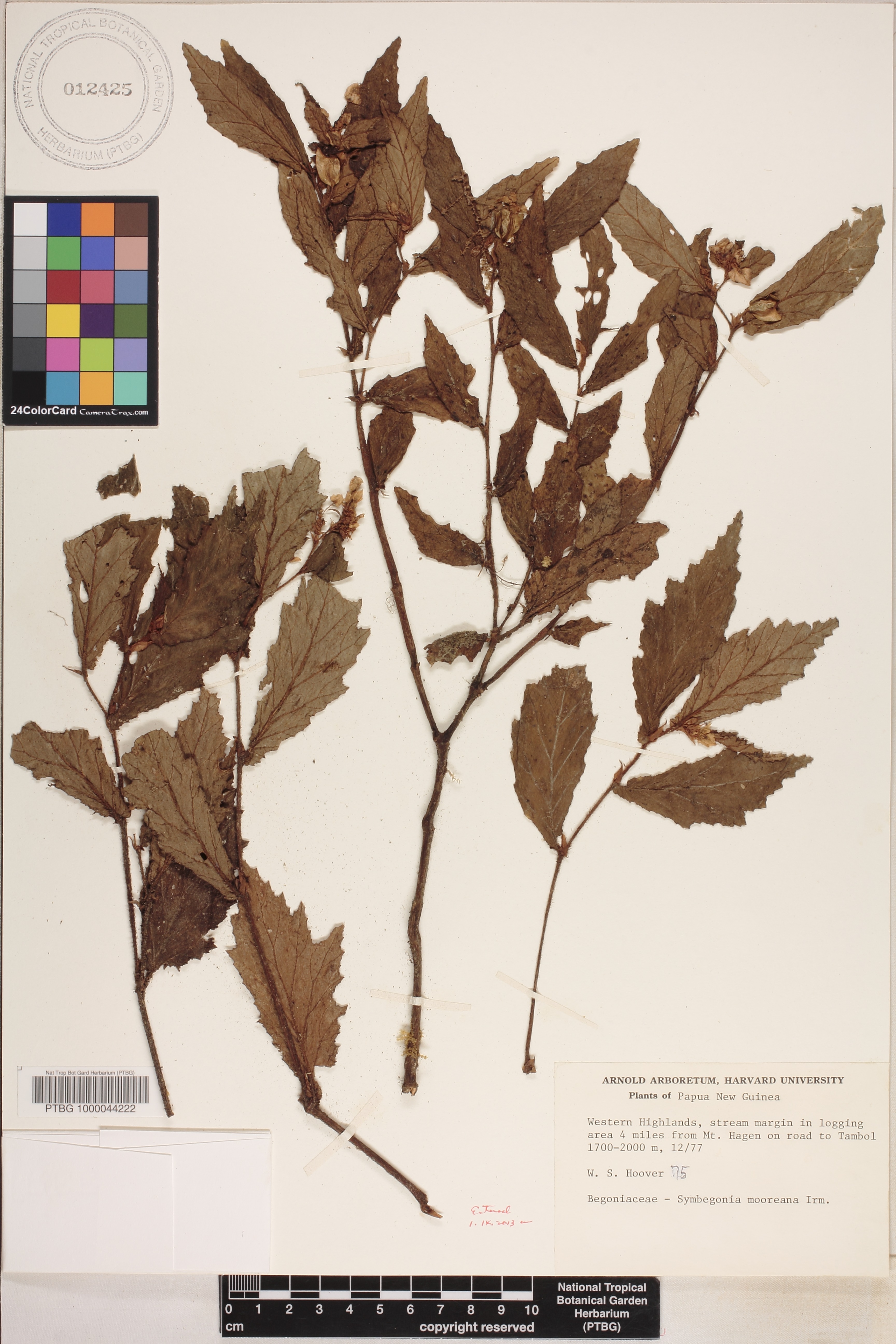 Begonia mooreana image