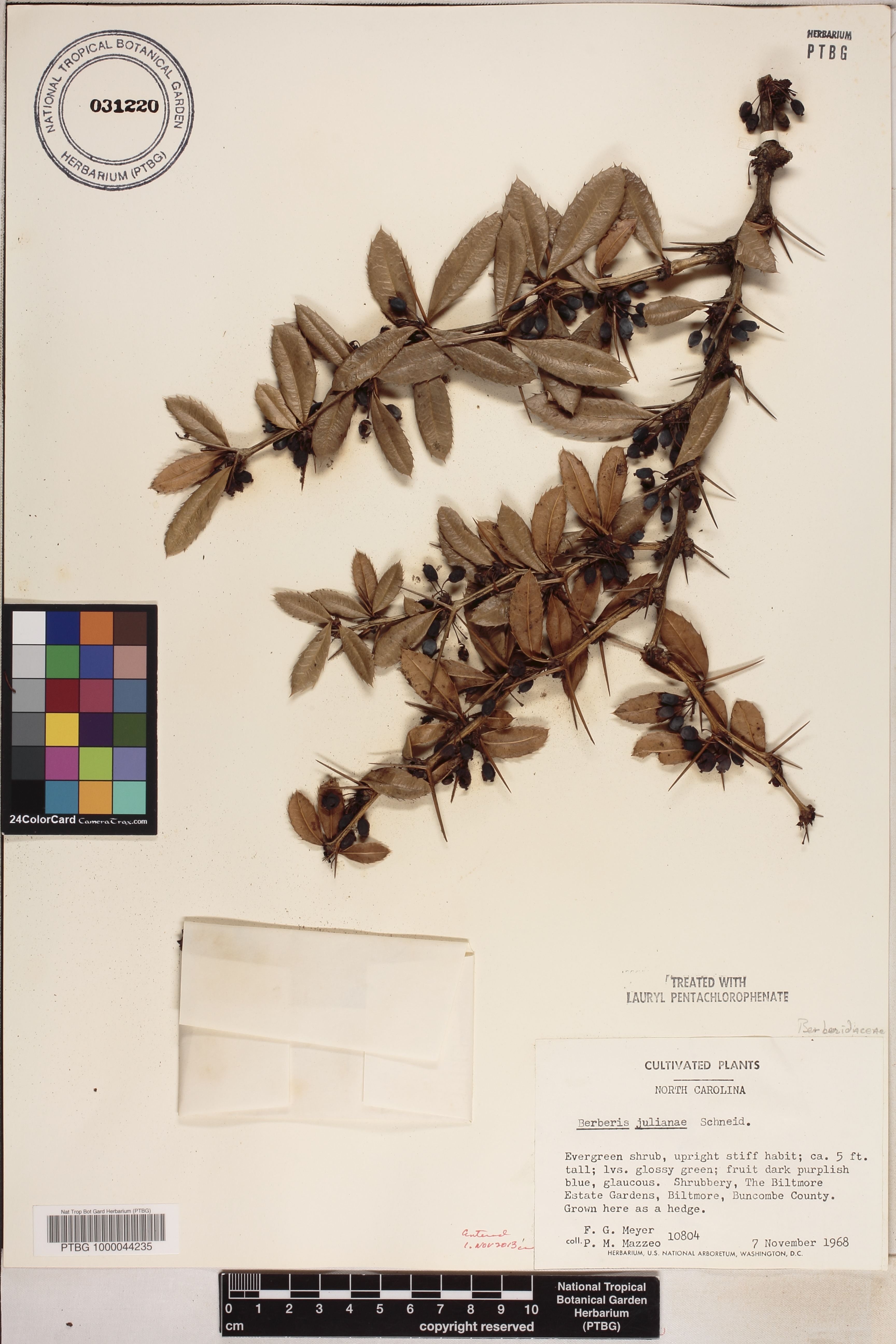 Berberis julianae image