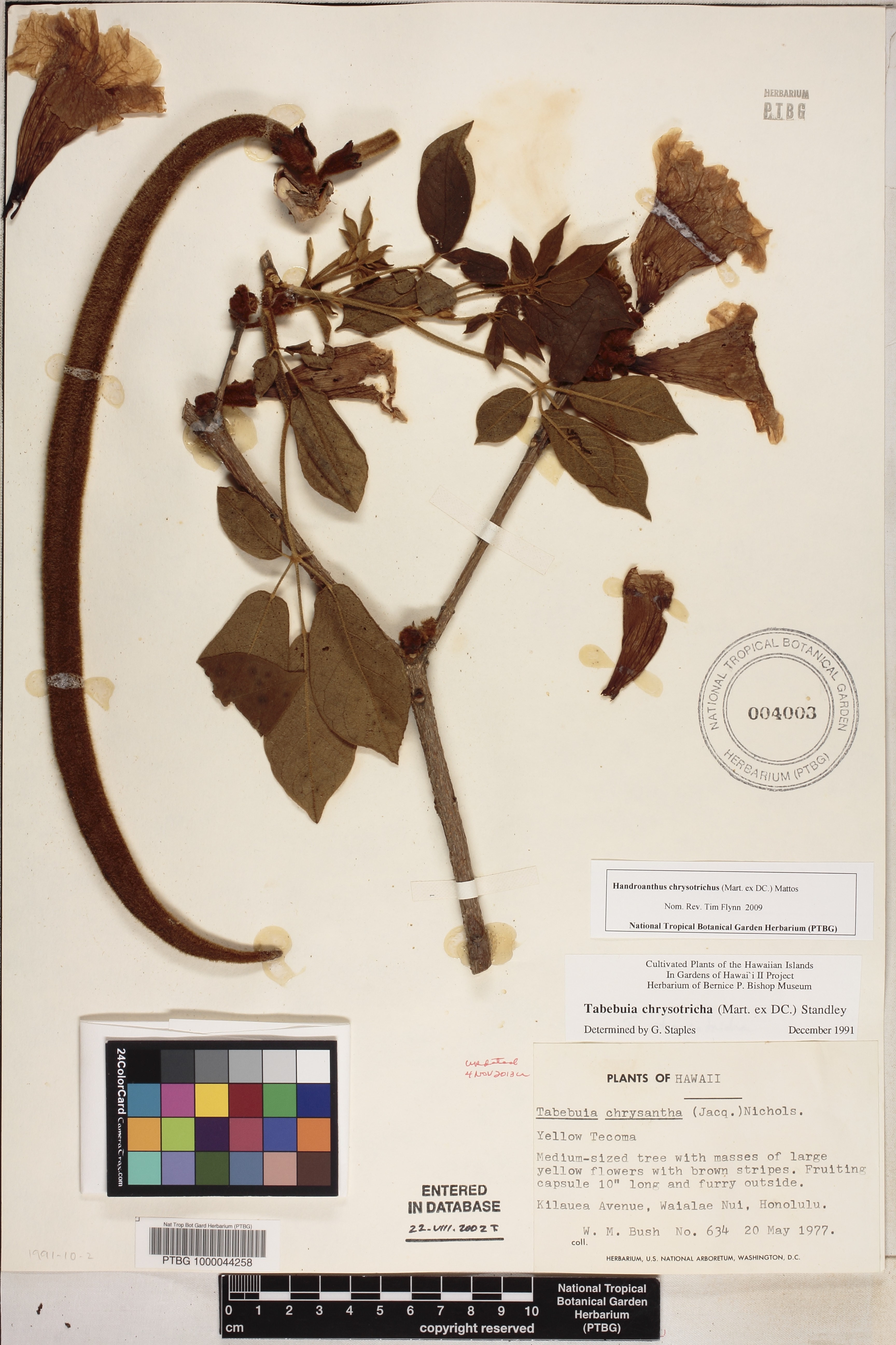 Handroanthus chrysotrichus image