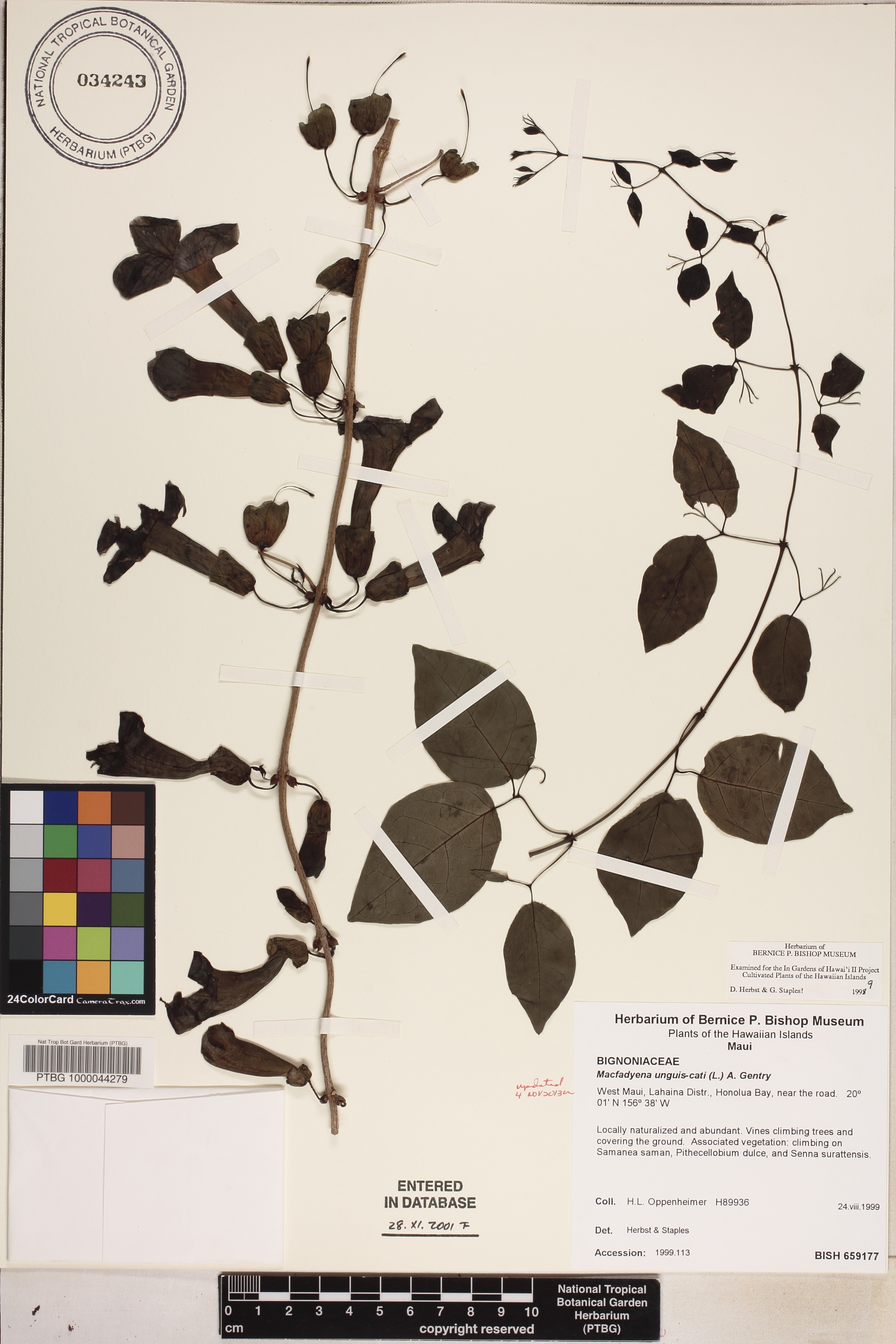 Macfadyena unguis-cati image