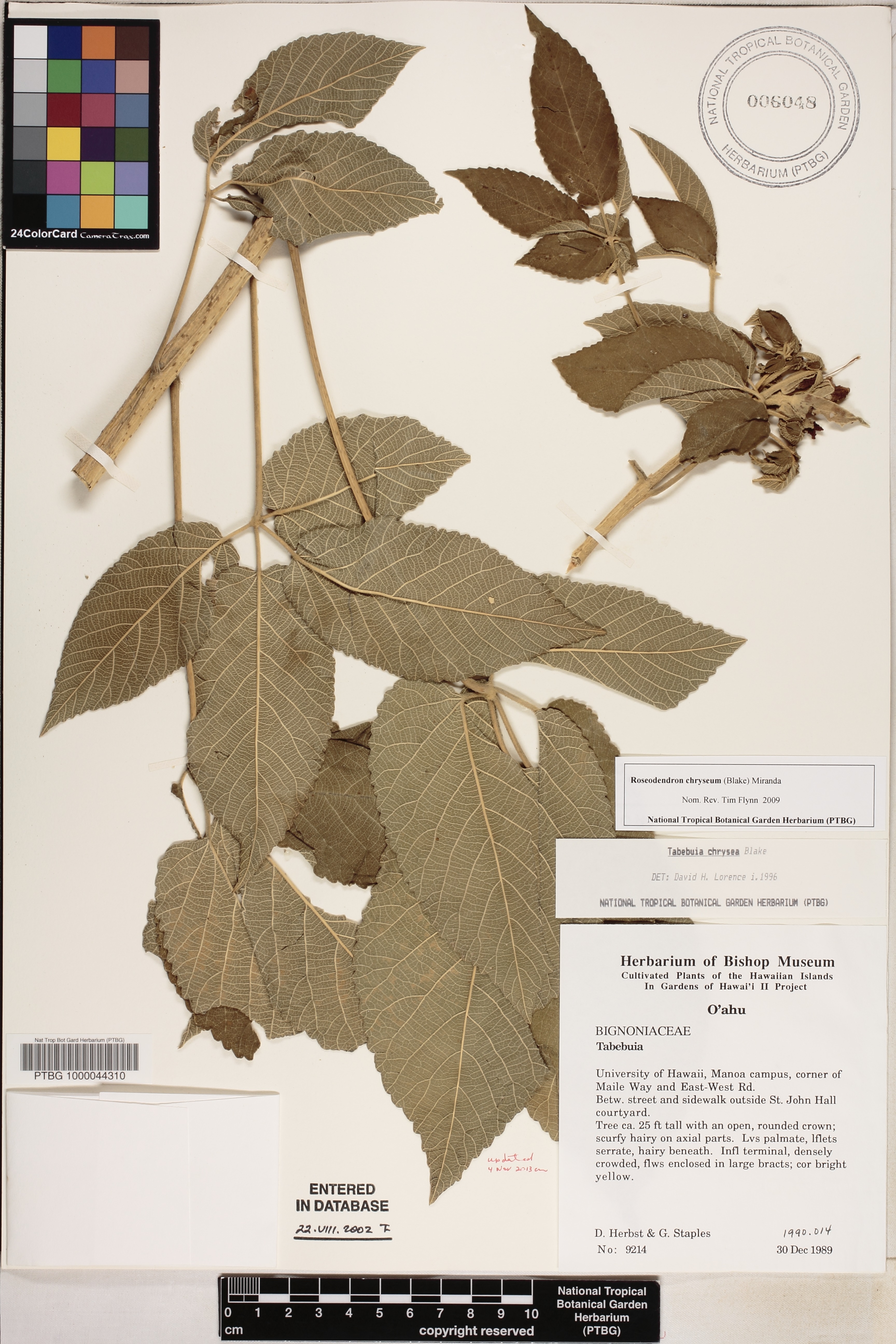 Roseodendron image
