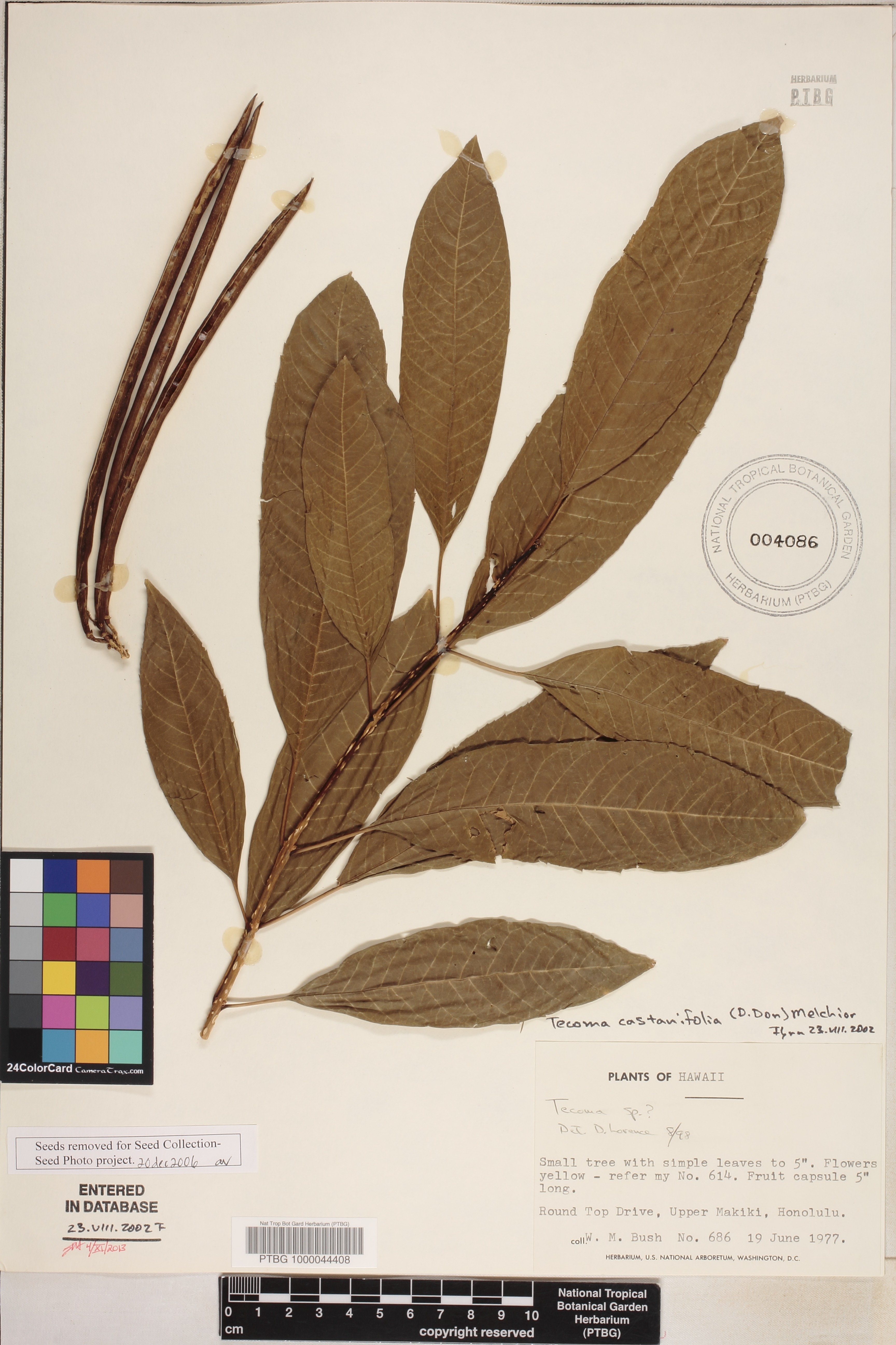 Tecoma castanifolia image