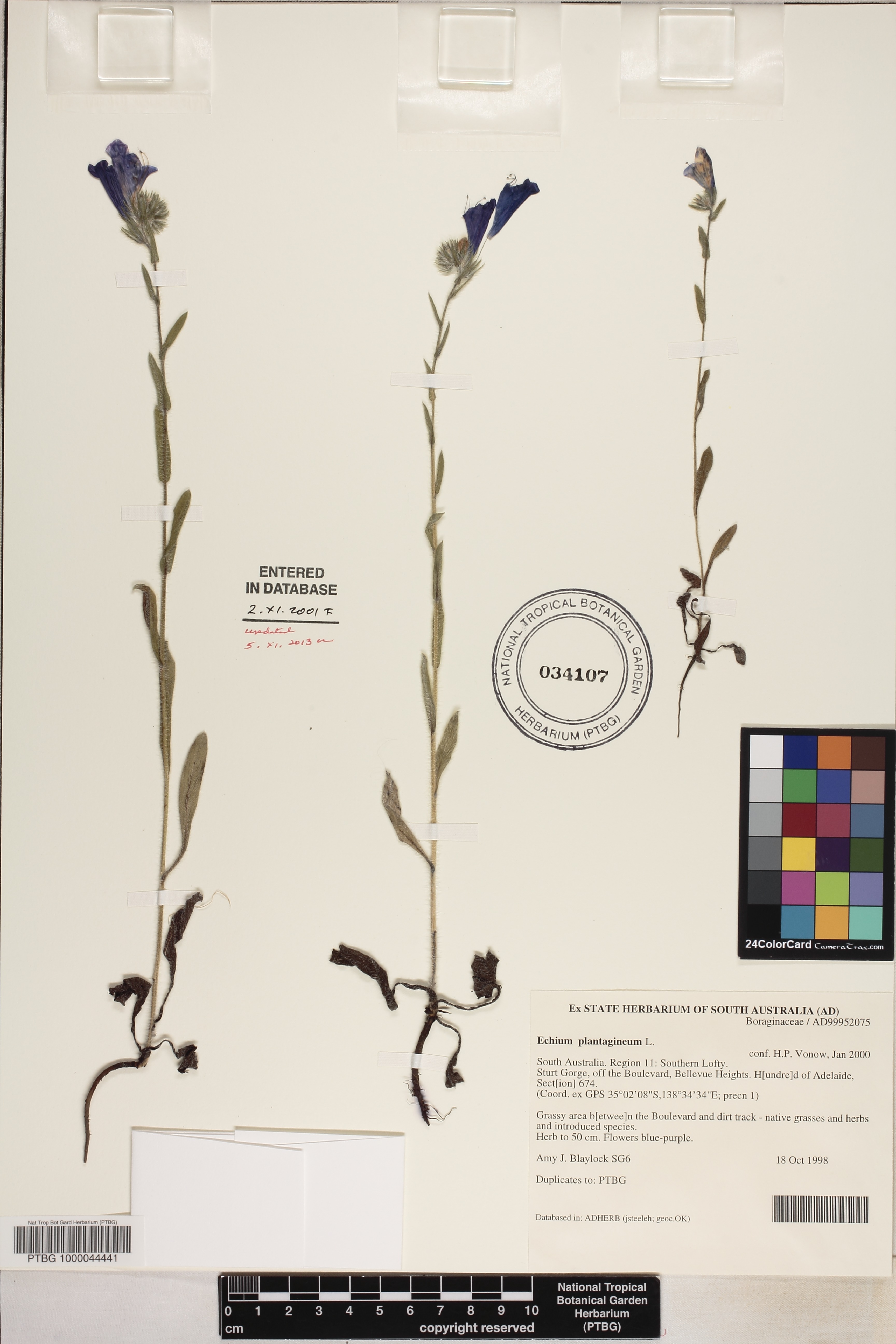 Echium plantagineum image