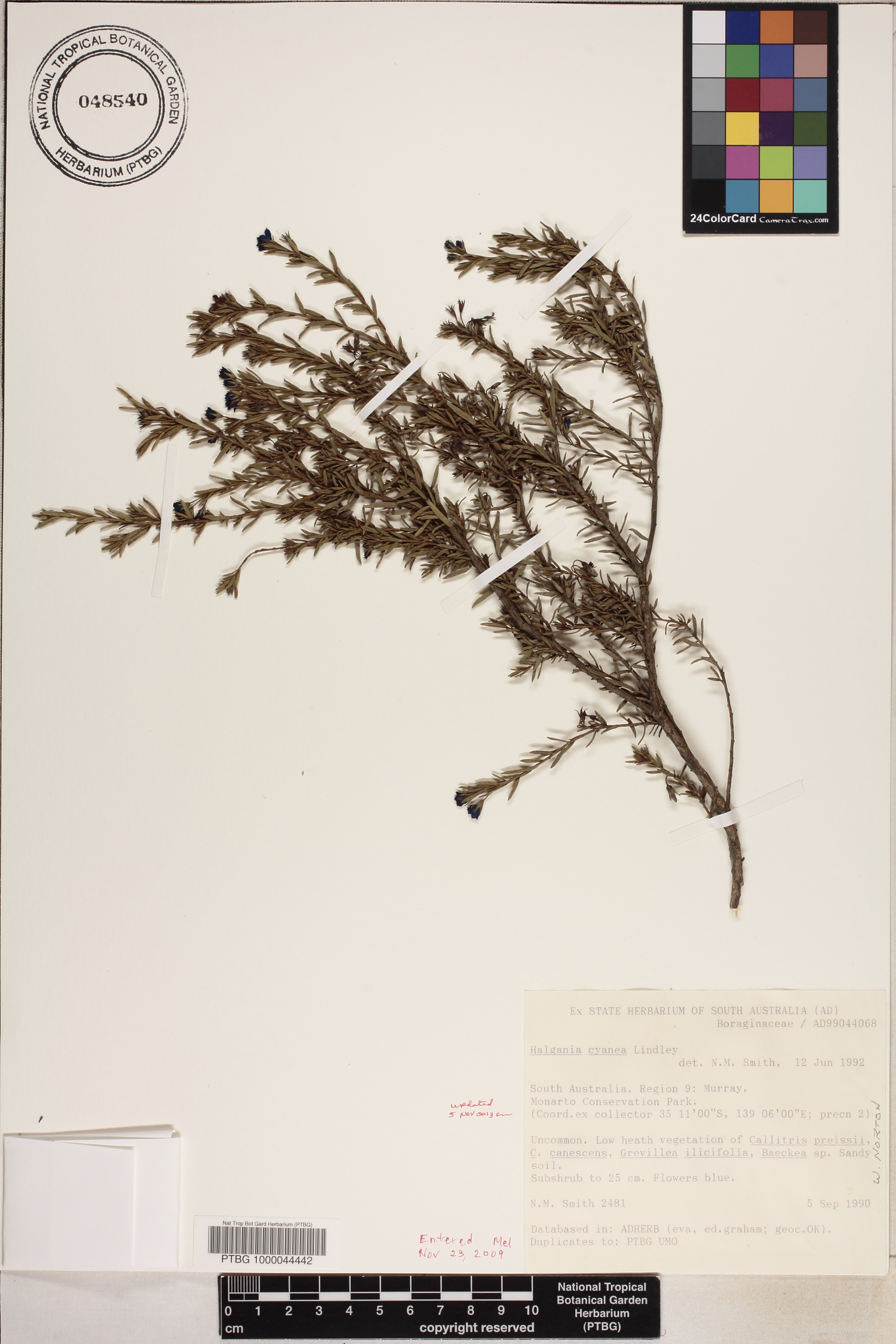 Halgania cyanea image