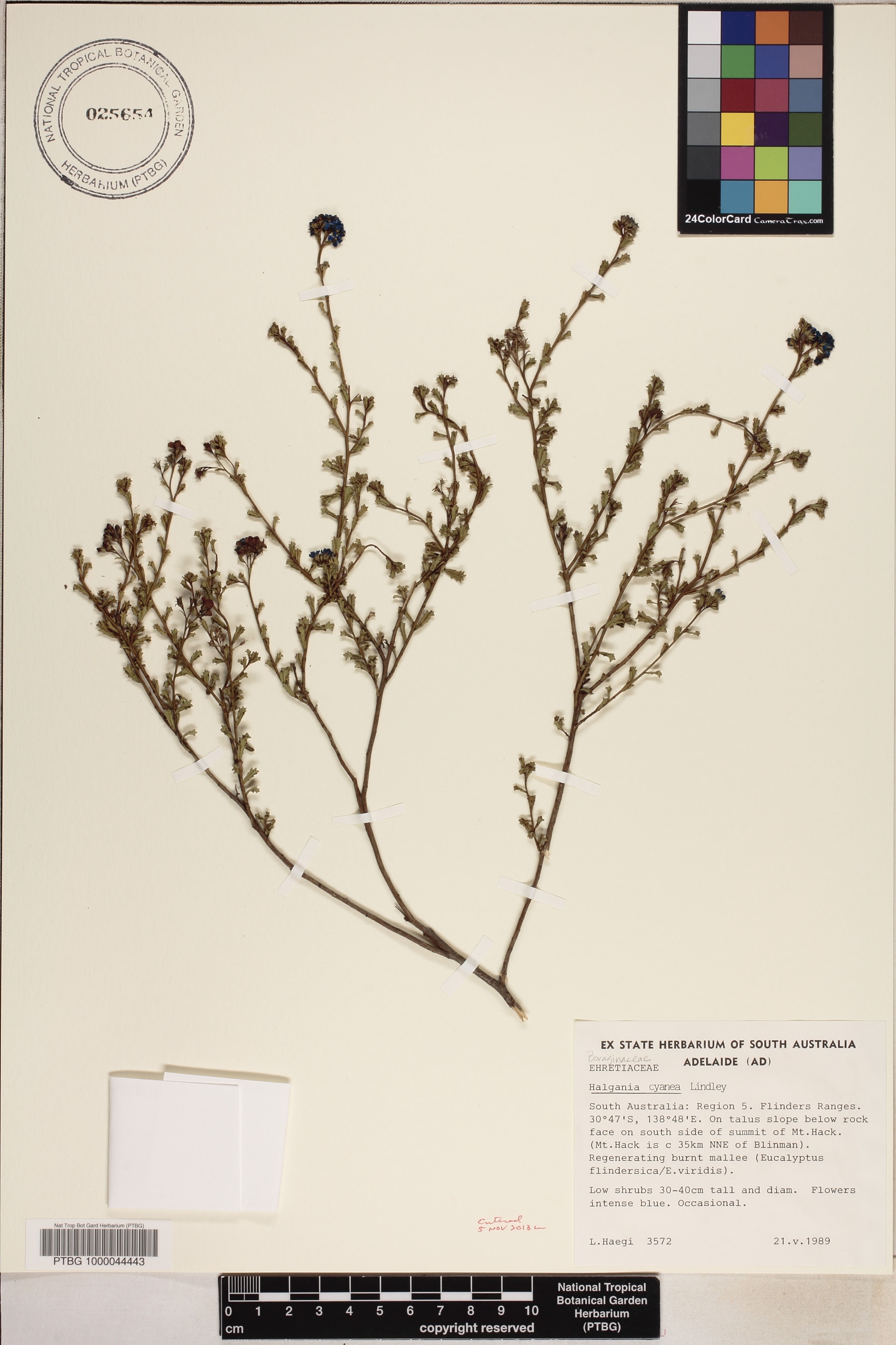Halgania cyanea image