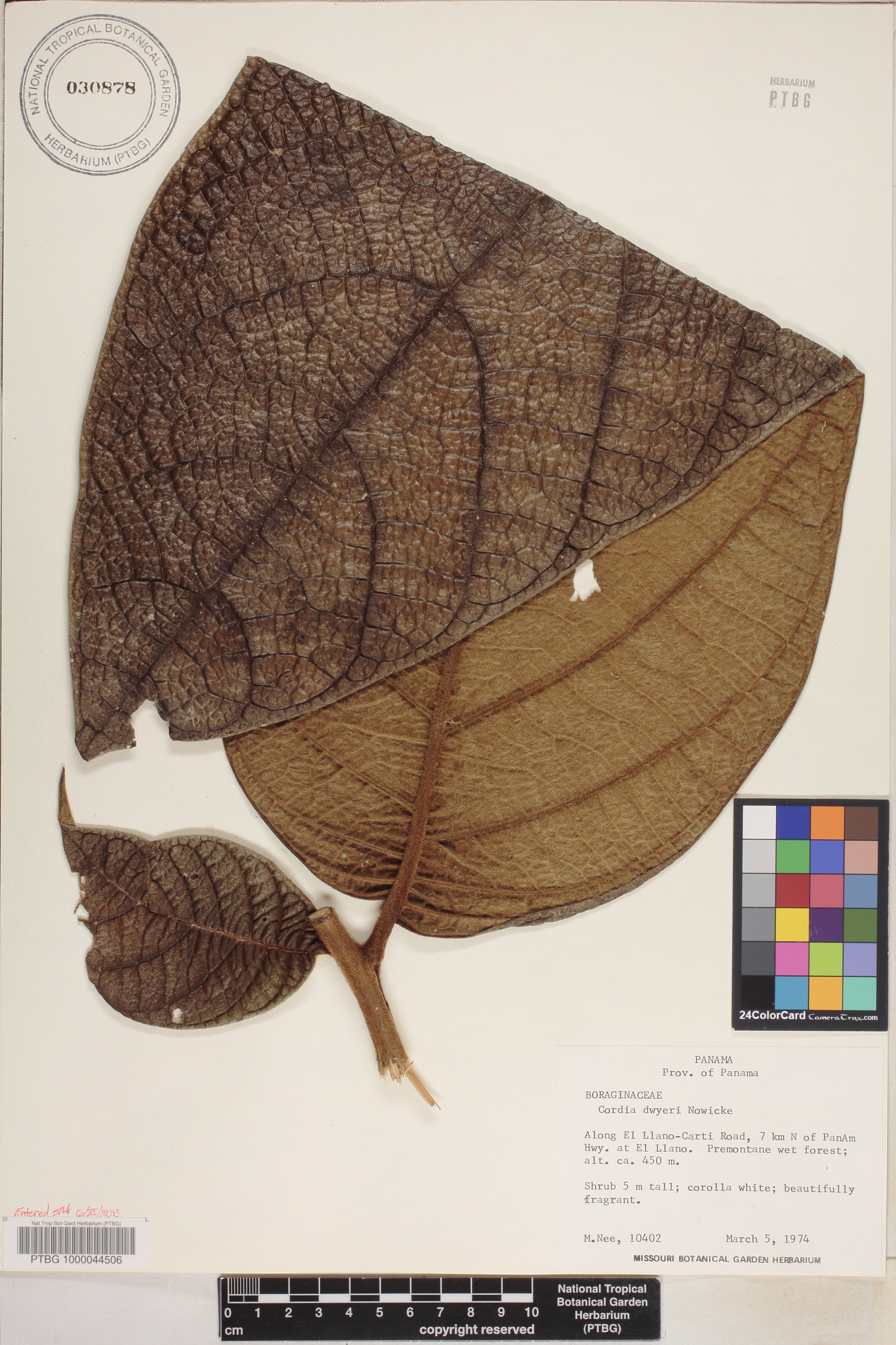 Cordia dwyeri image