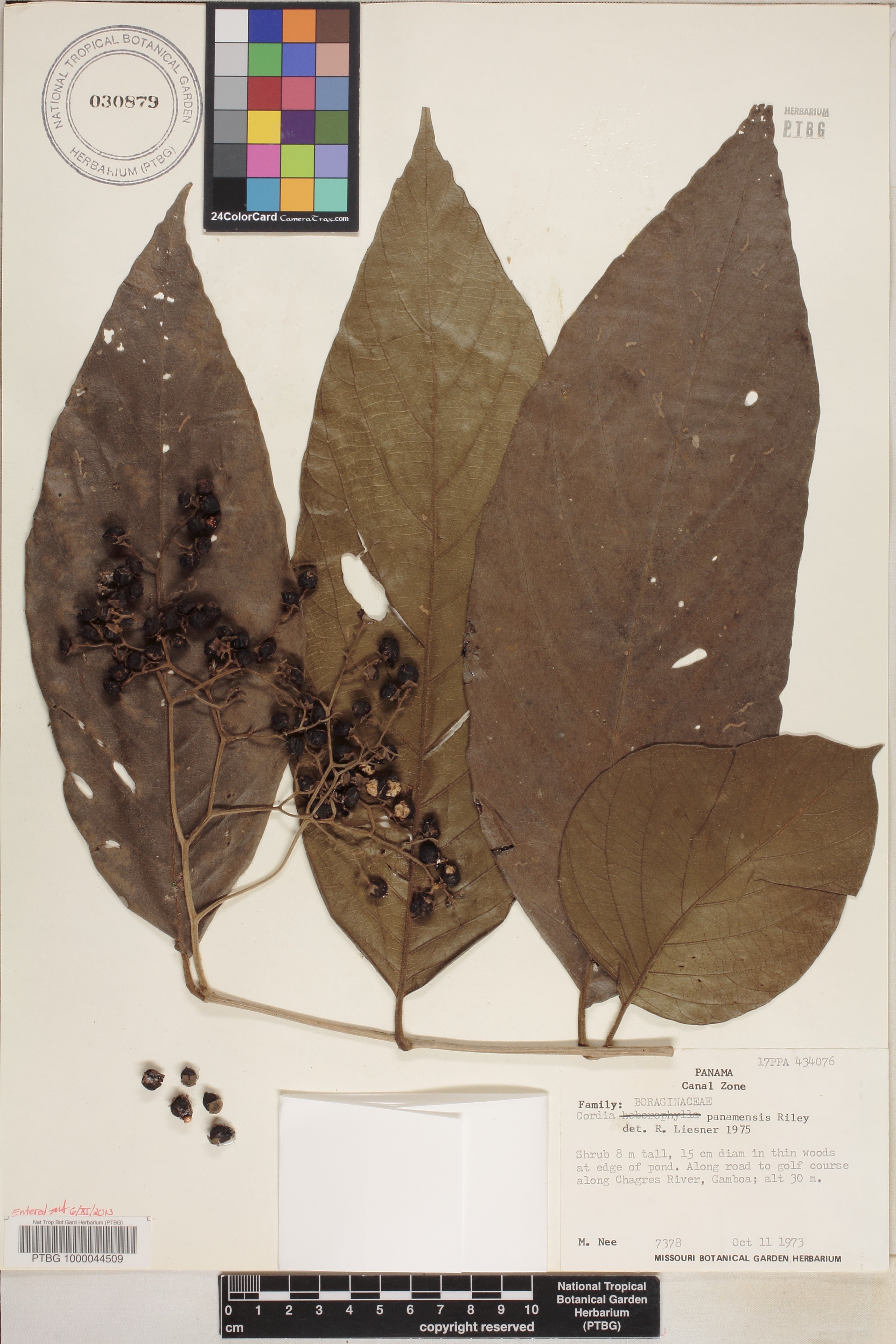 Cordia panamensis image