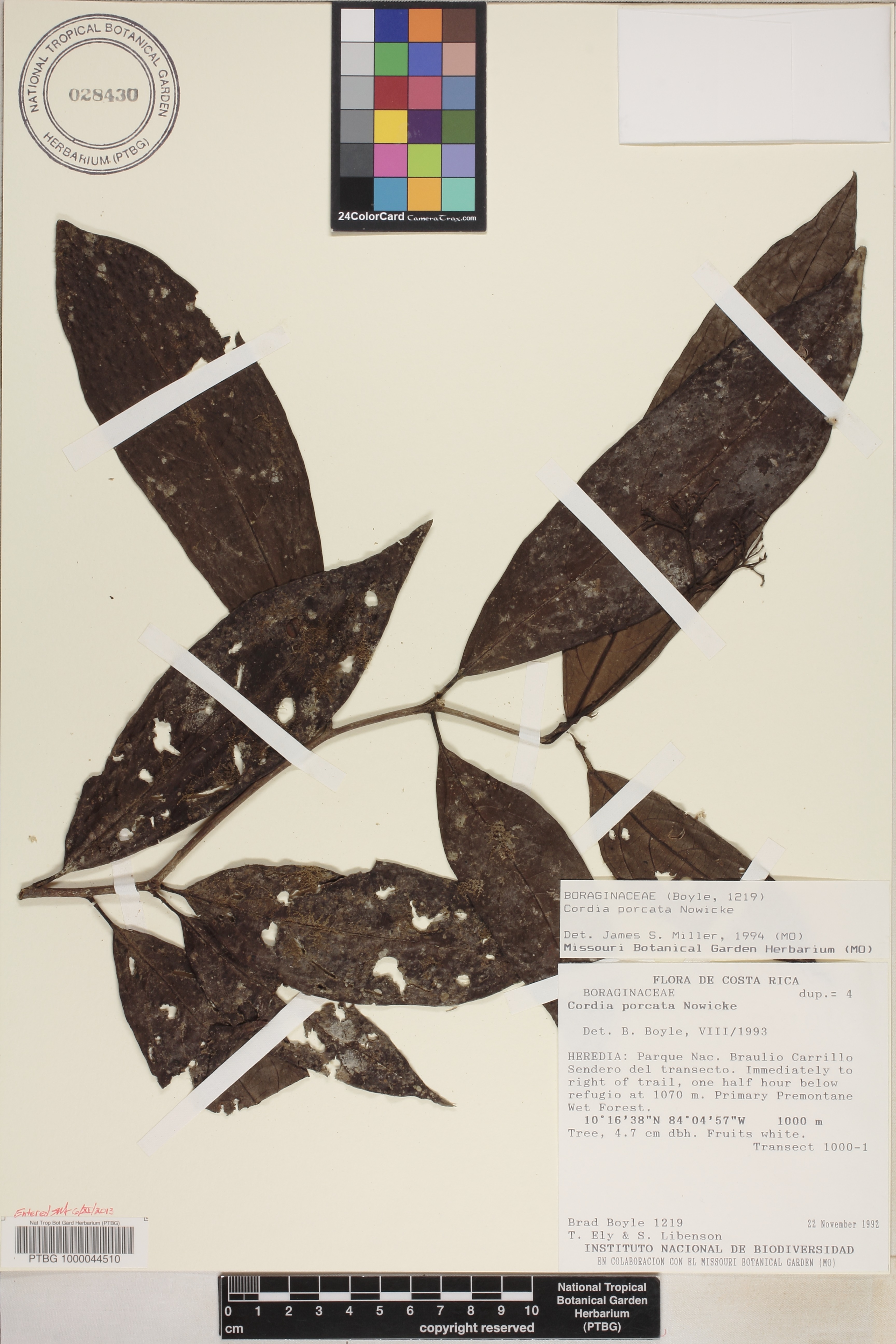 Cordia porcata image