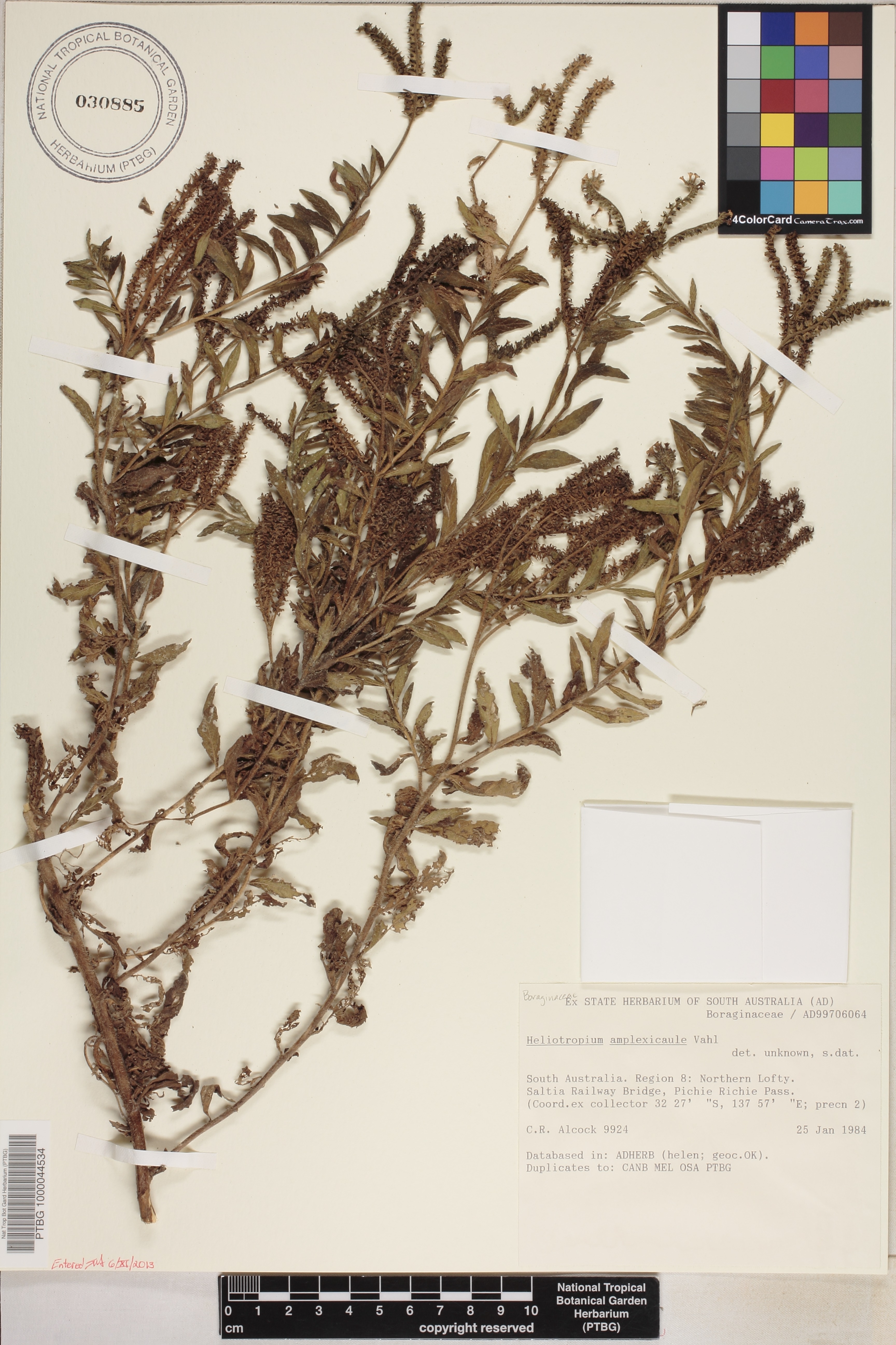 Heliotropium amplexicaule image