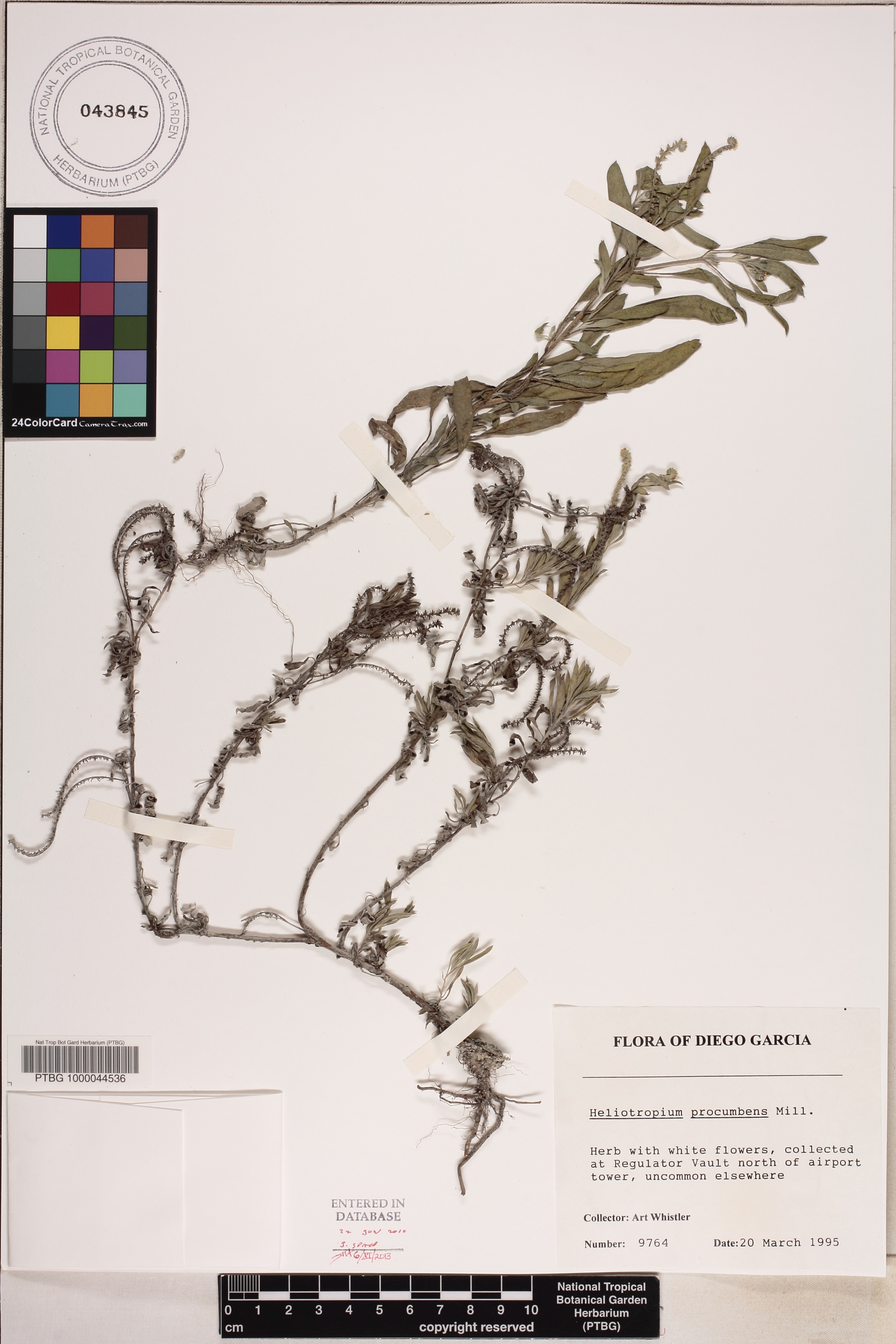 Heliotropium procumbens image