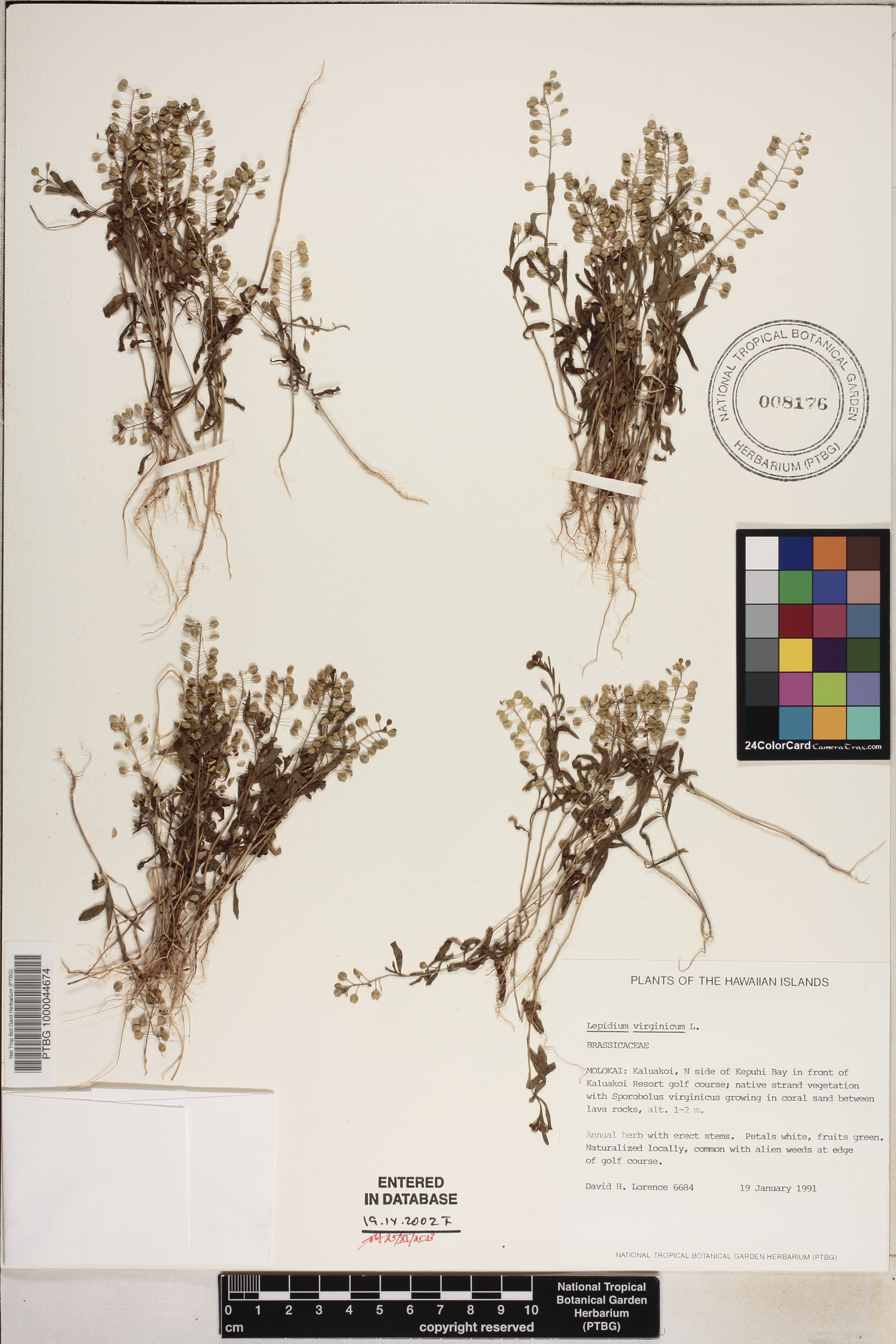 Lepidium virginicum image