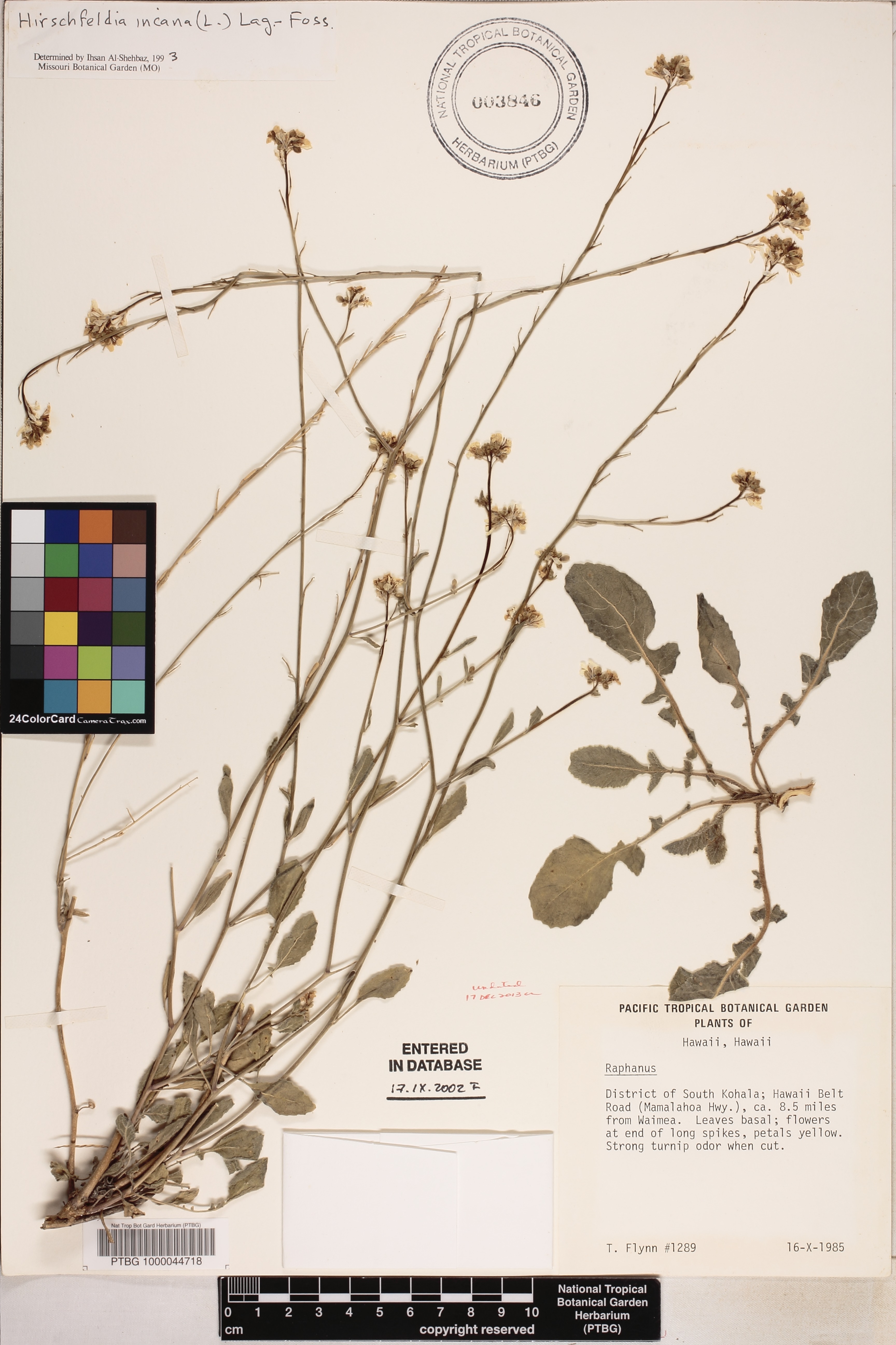 Hirschfeldia incana image