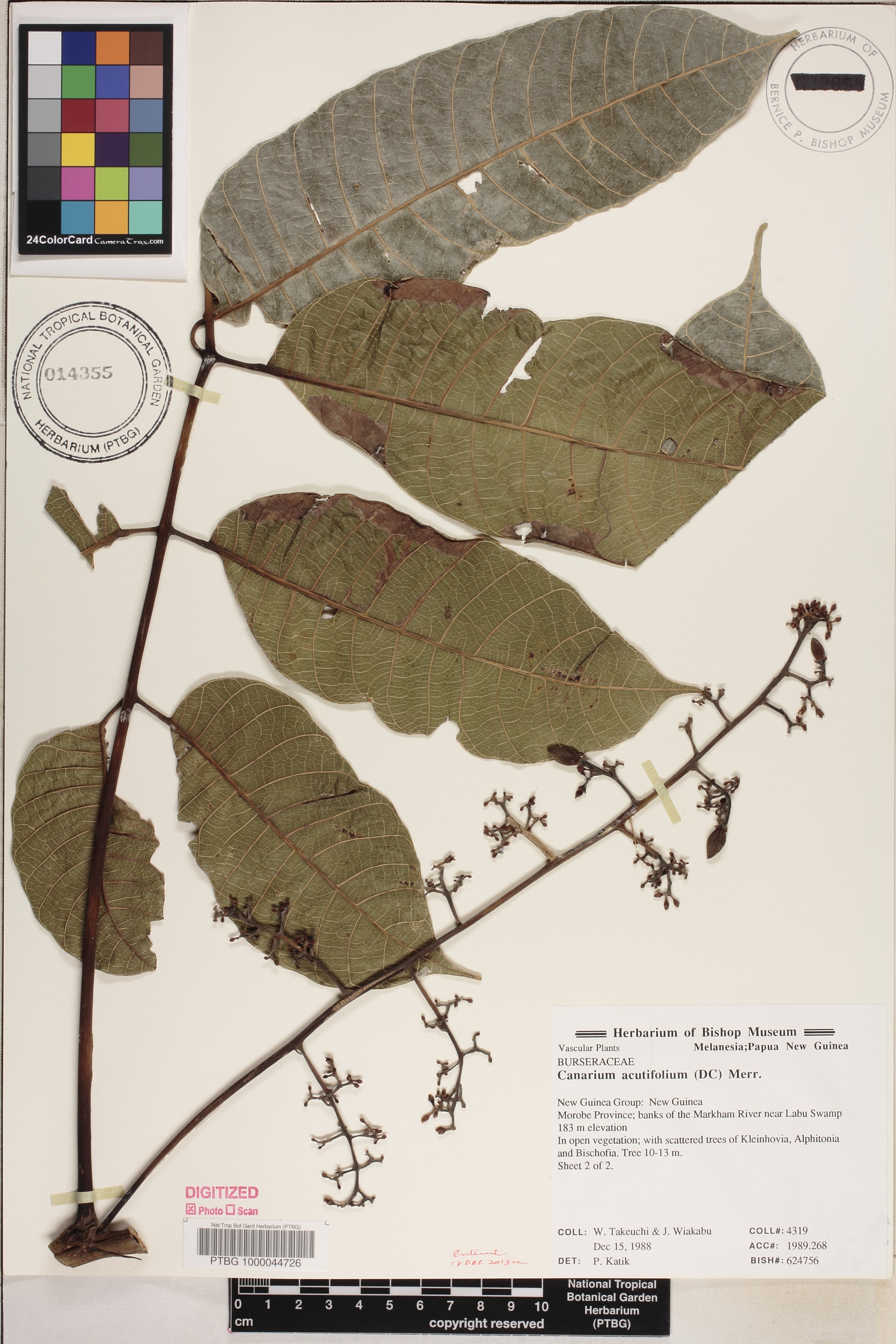 Canarium acutifolium image