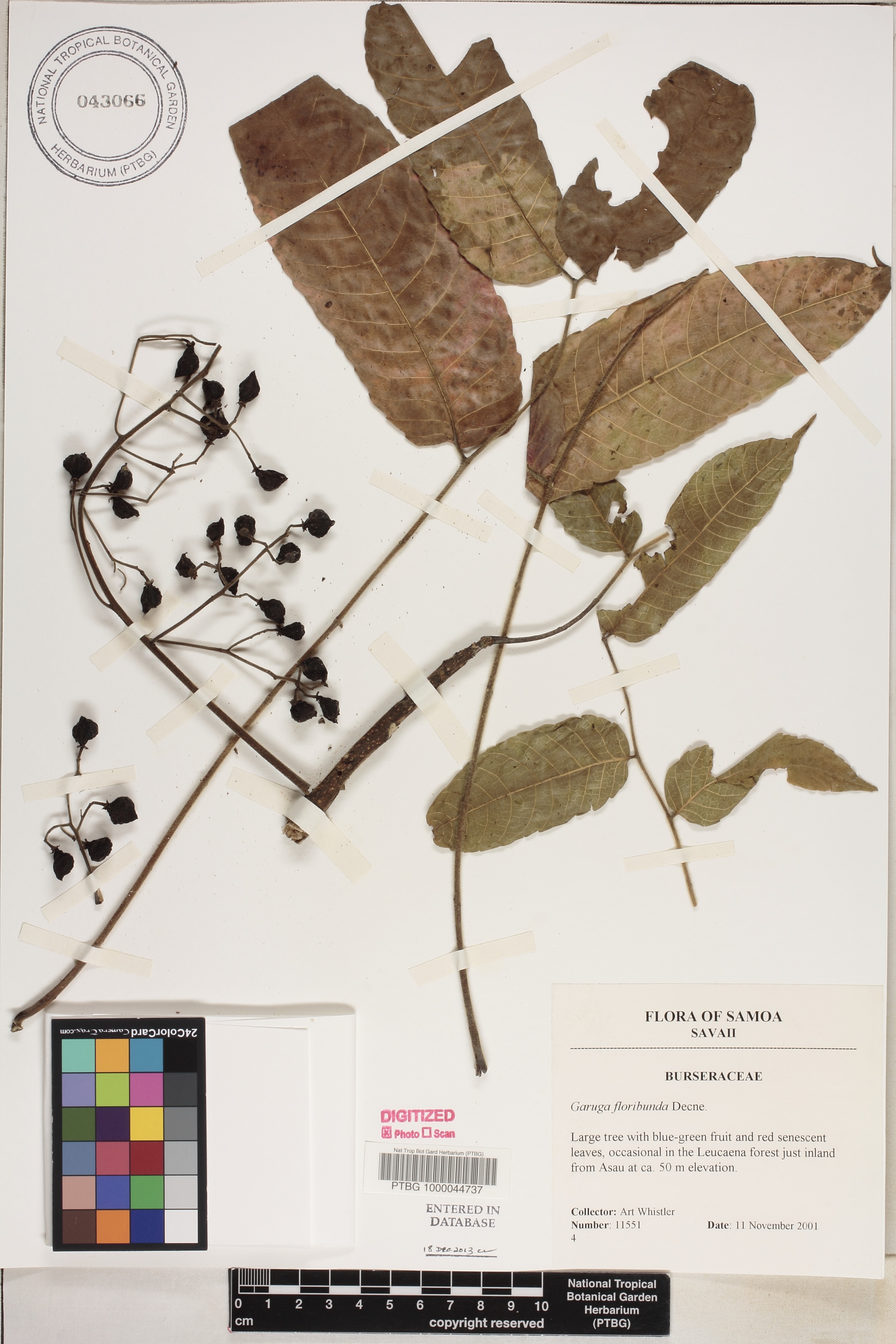 Garuga floribunda image