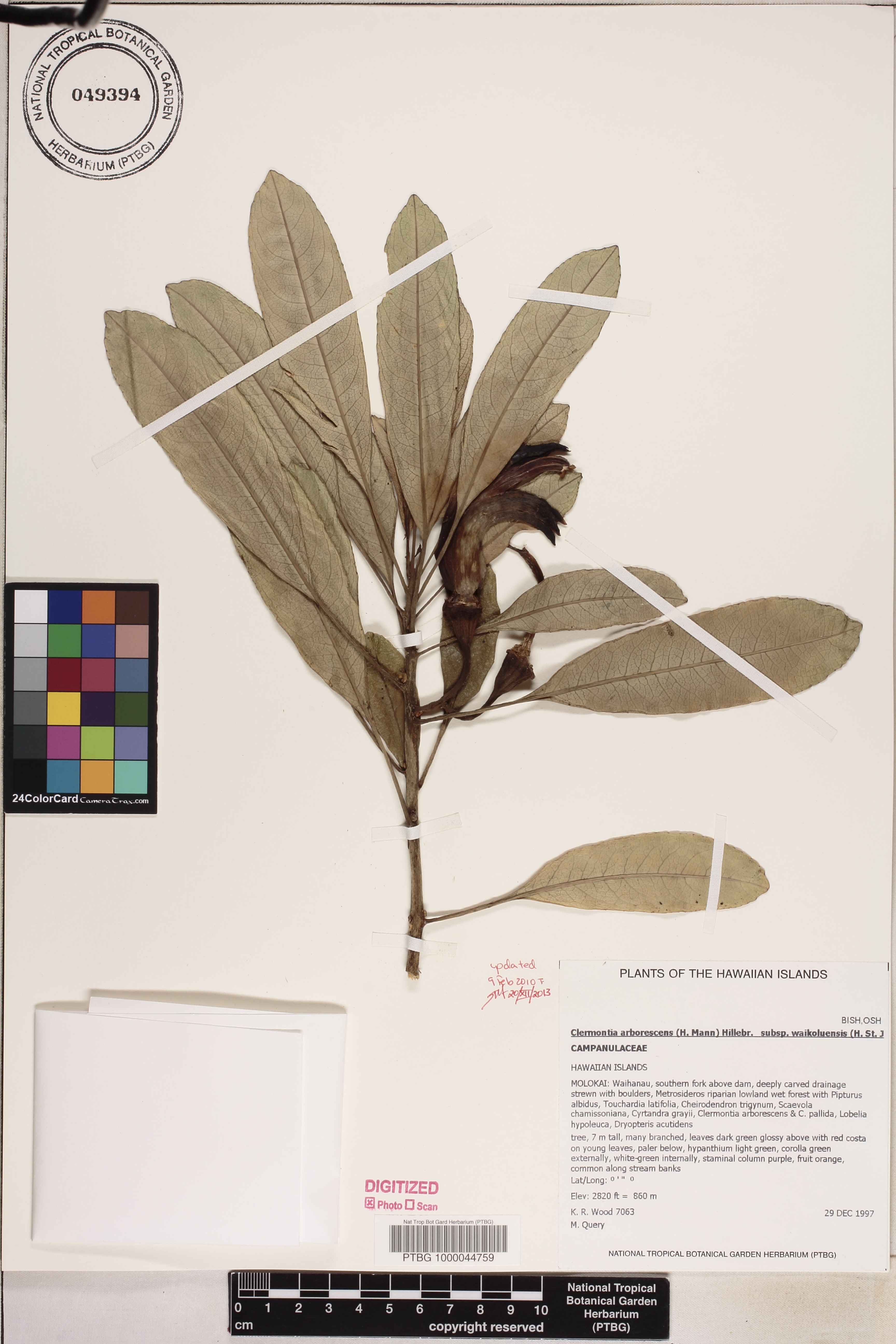 Clermontia arborescens subsp. waikoluensis image