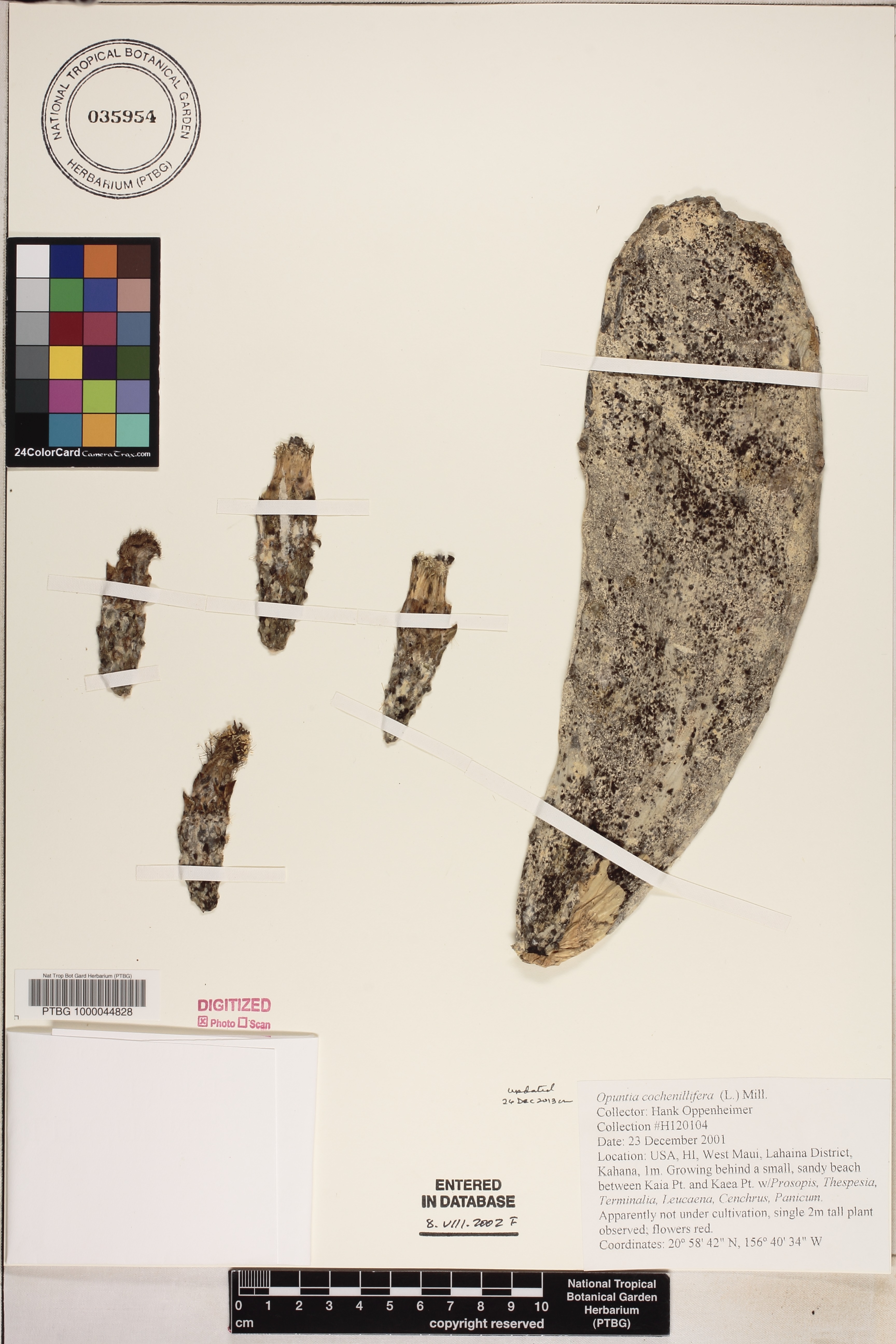 Nopalea cochenillifera image