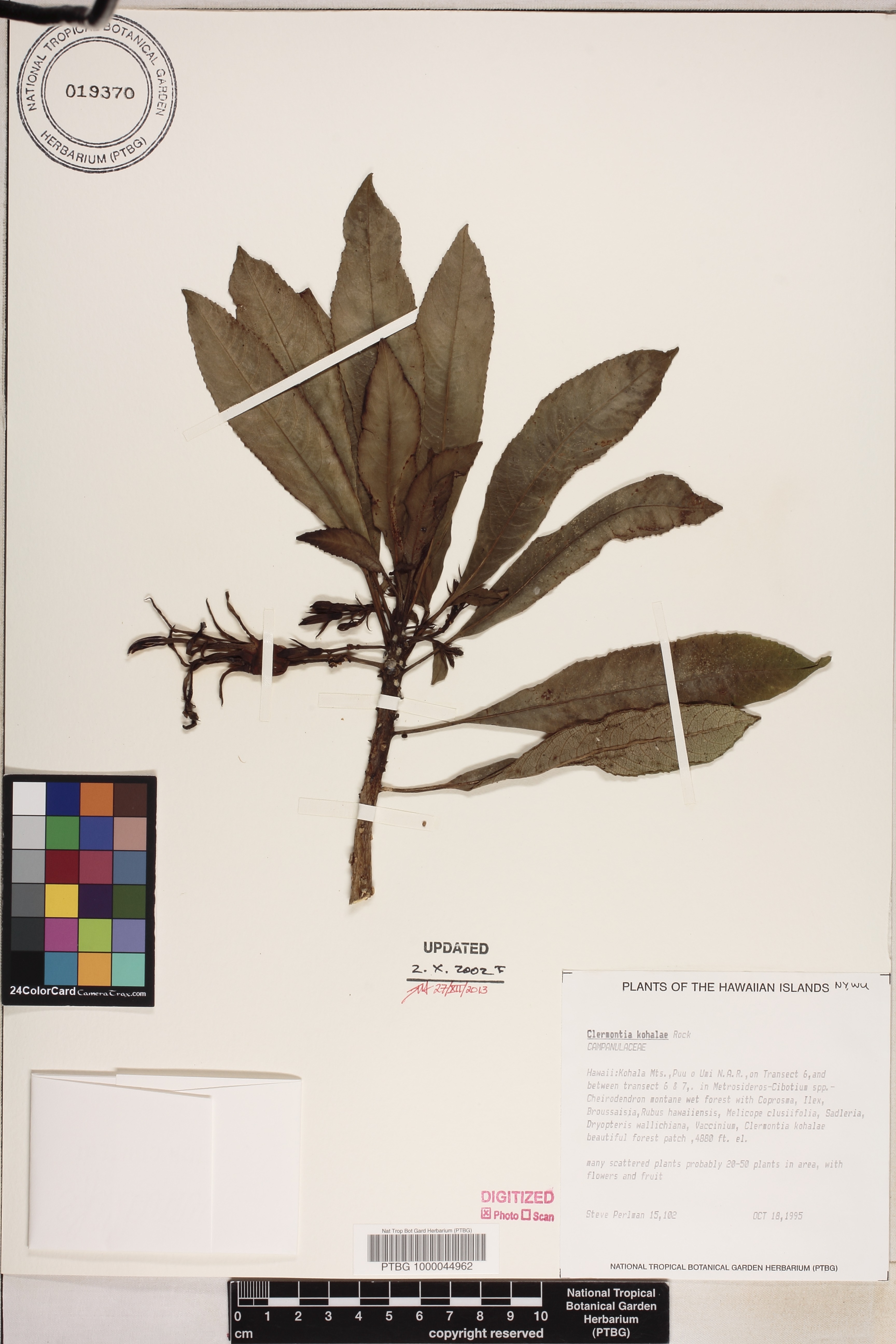 Clermontia kohalae image