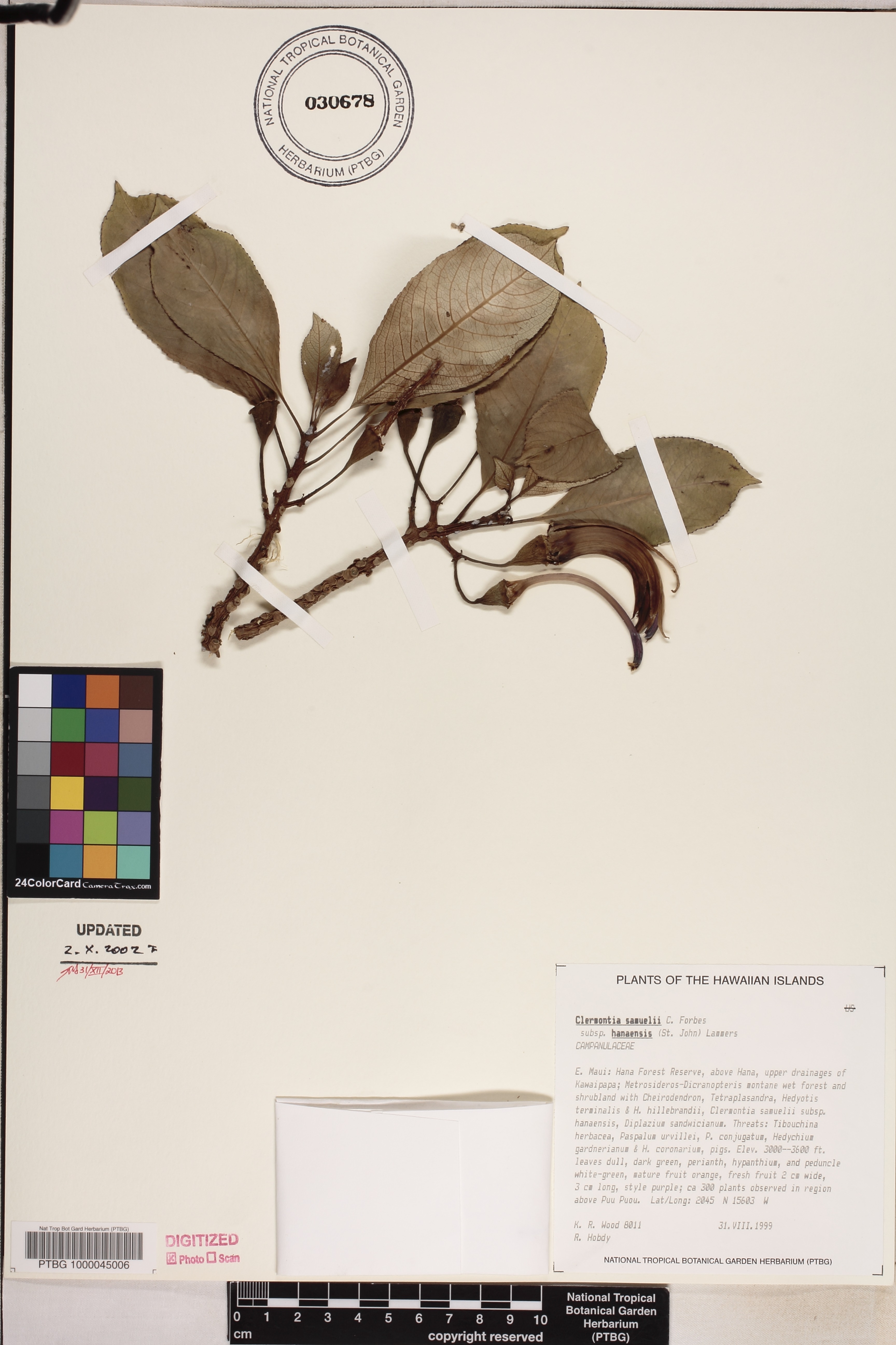 Clermontia samuelii image
