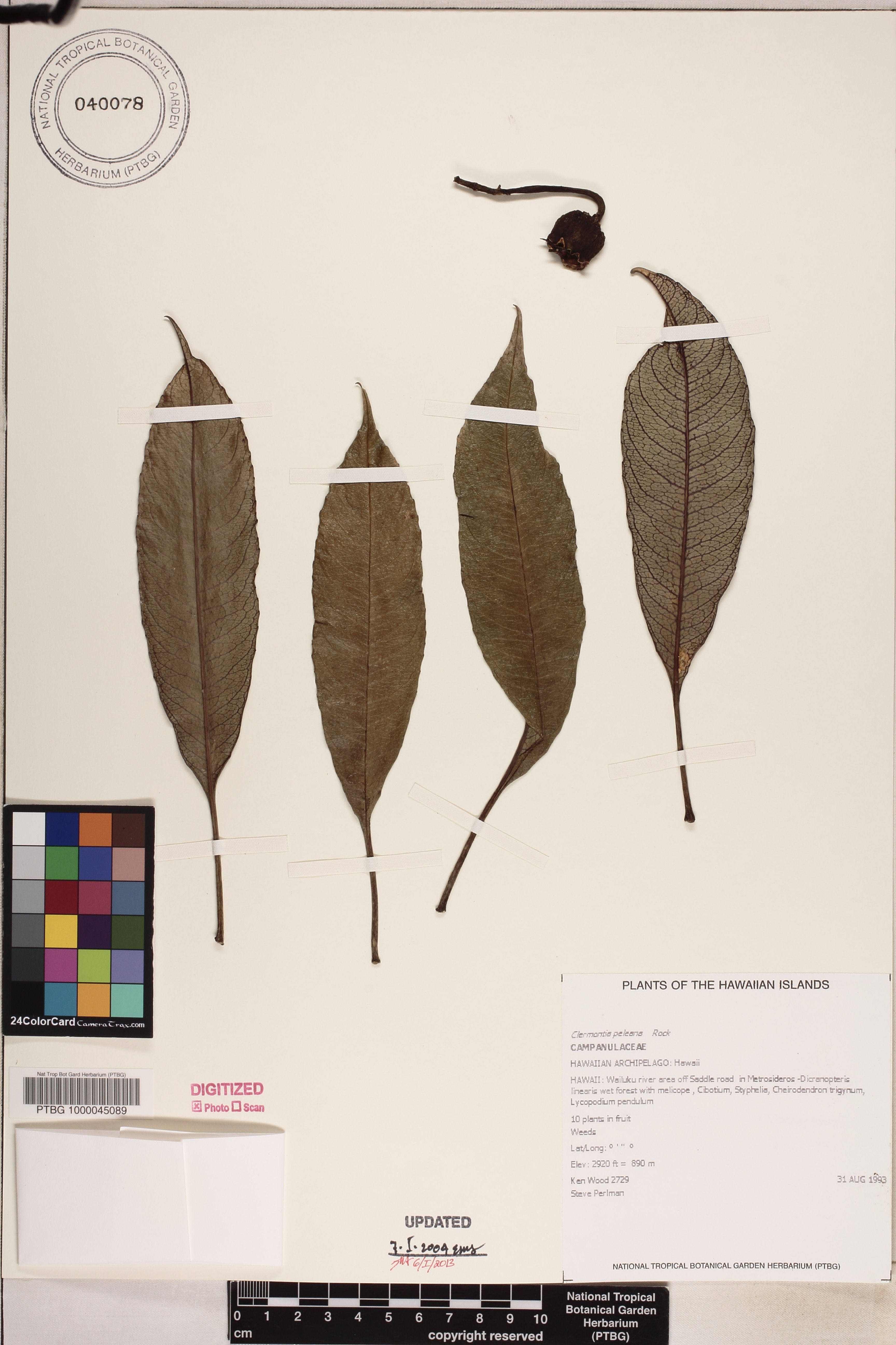 Clermontia peleana image