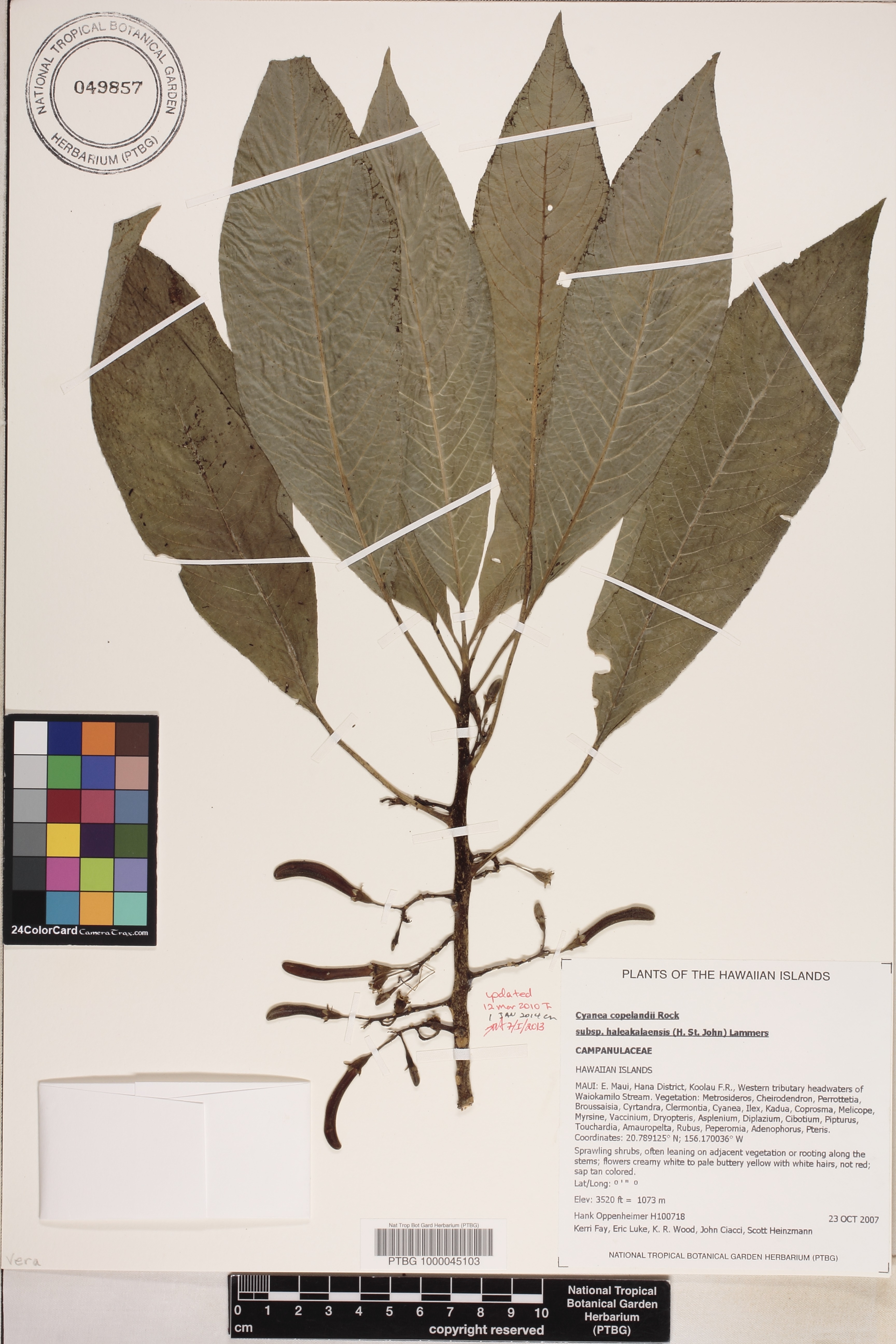 Cyanea copelandii subsp. haleakalaensis image