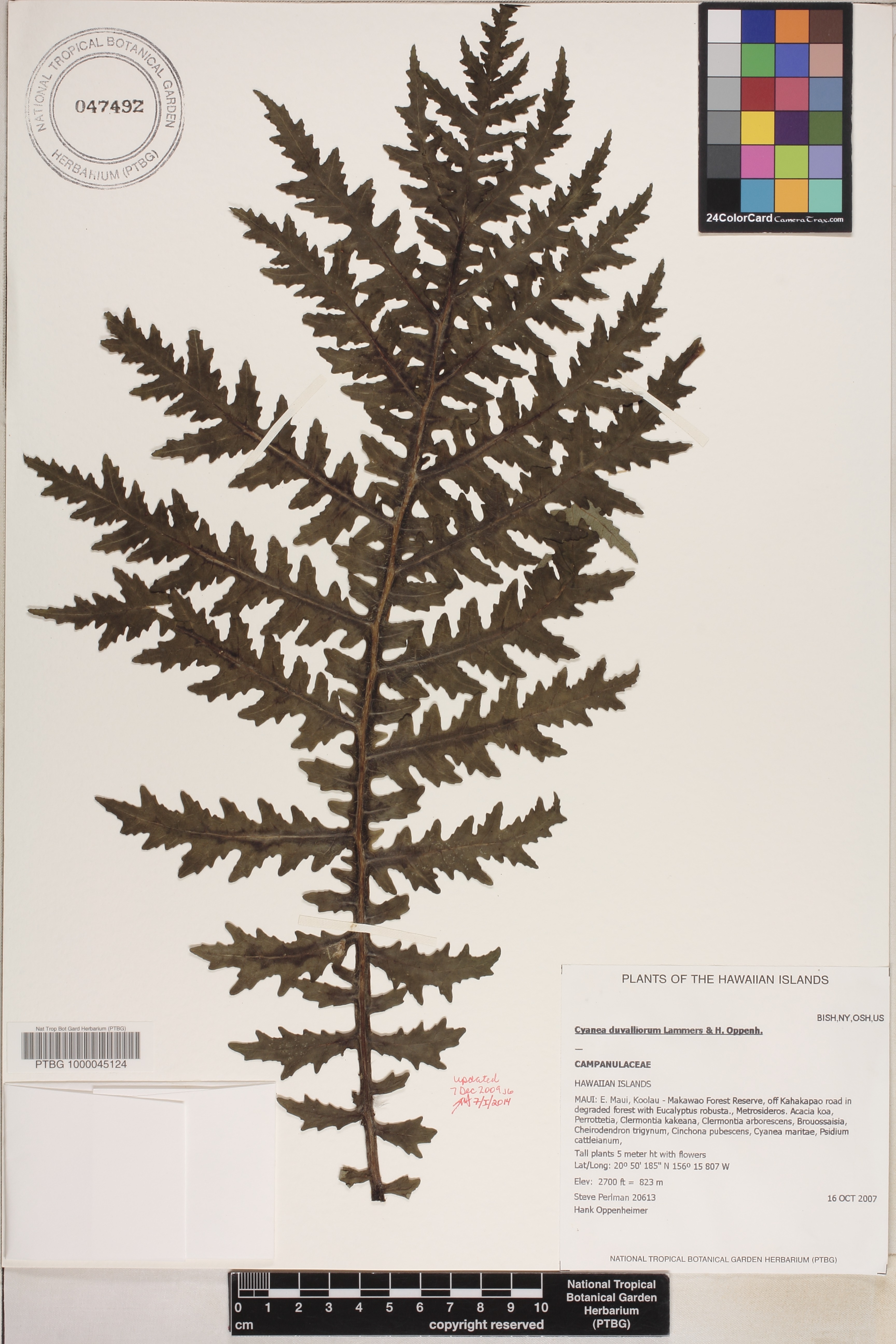 Cyanea duvalliorum image