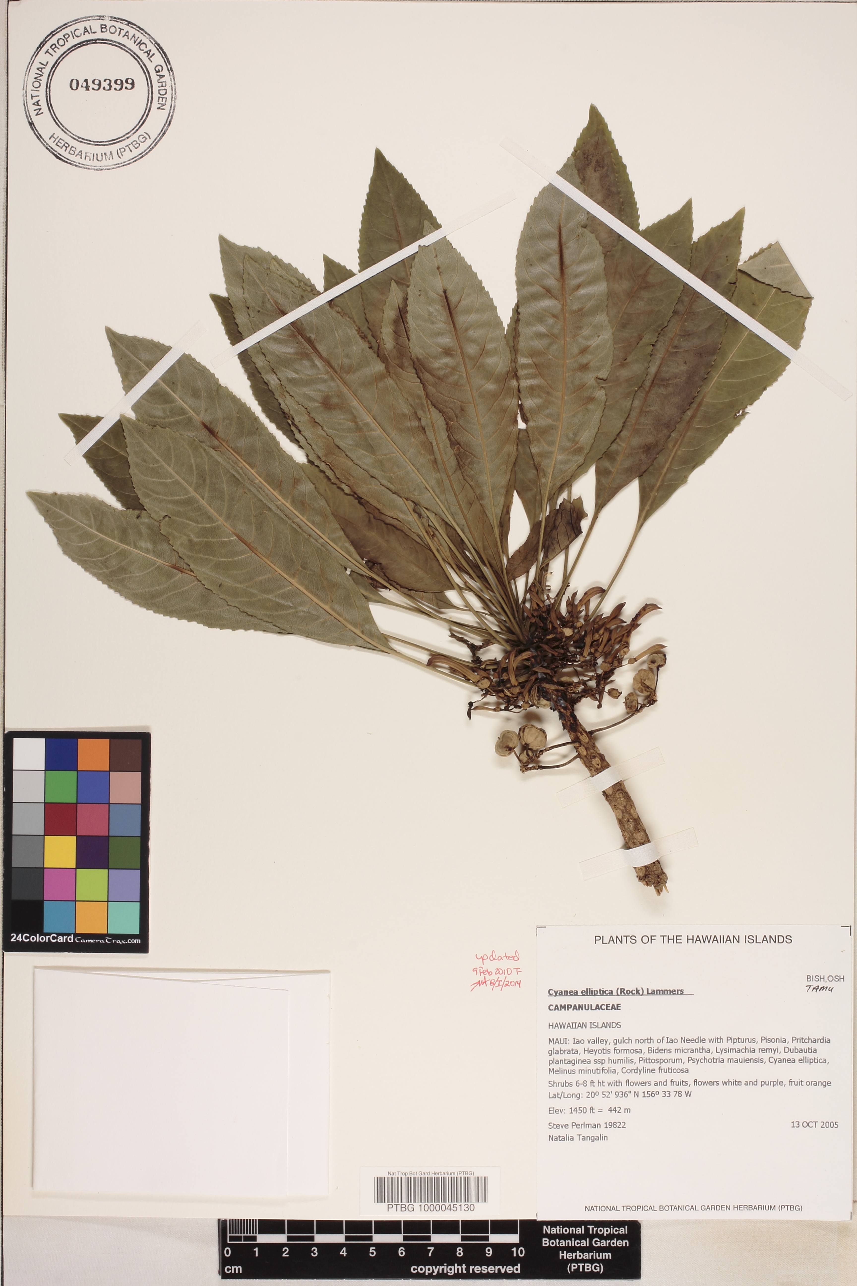 Cyanea elliptica image