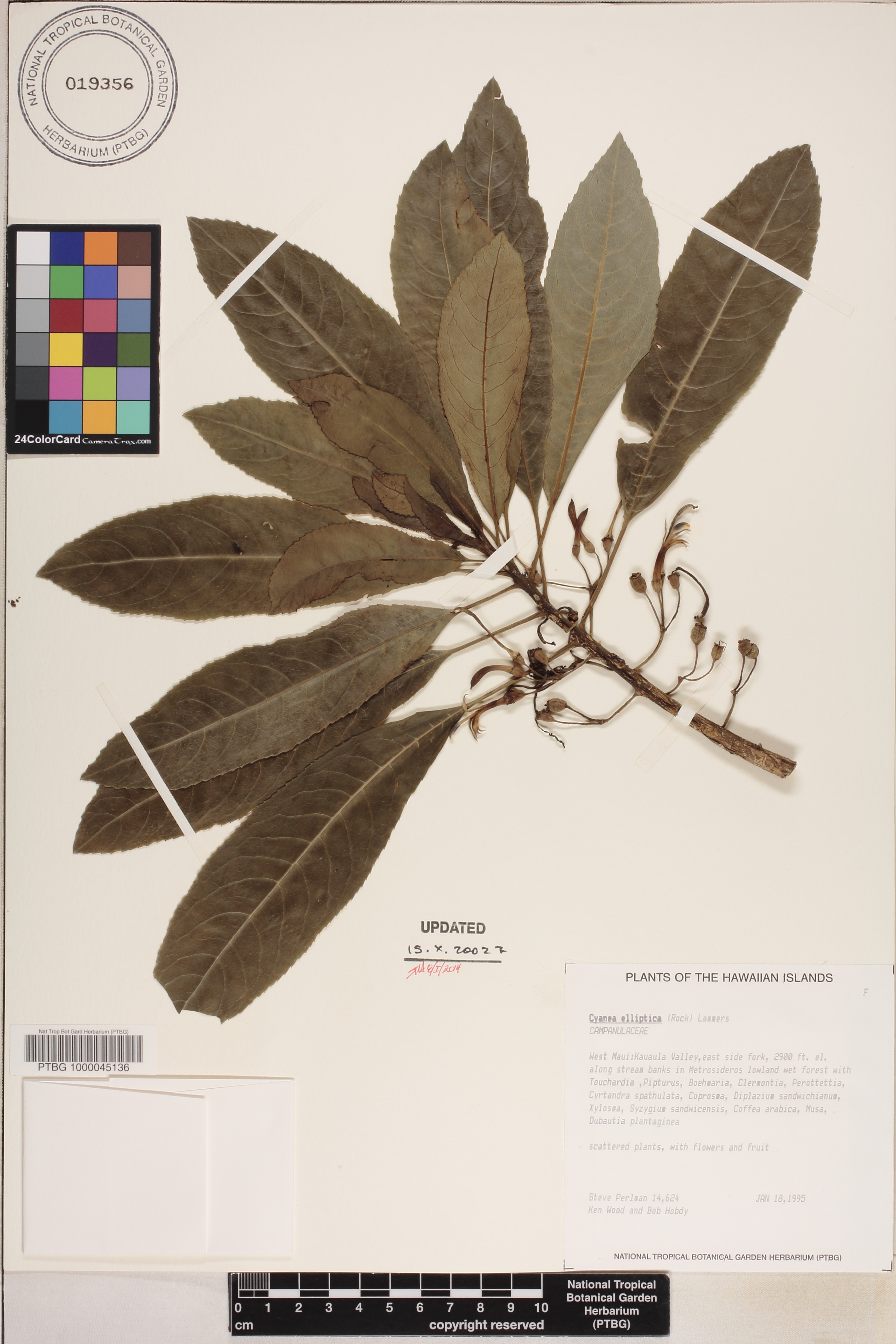 Cyanea elliptica image