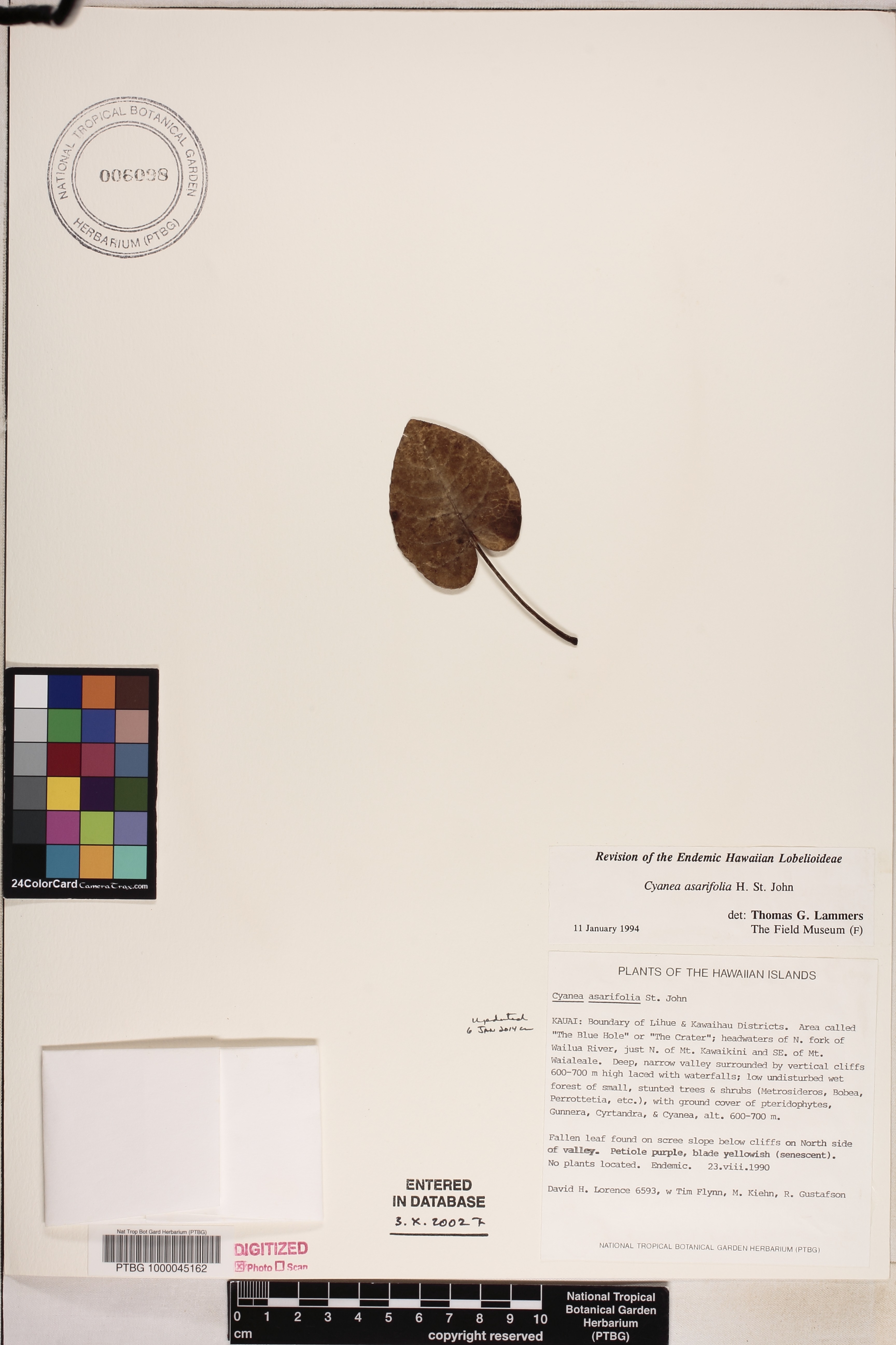 Cyanea asarifolia image