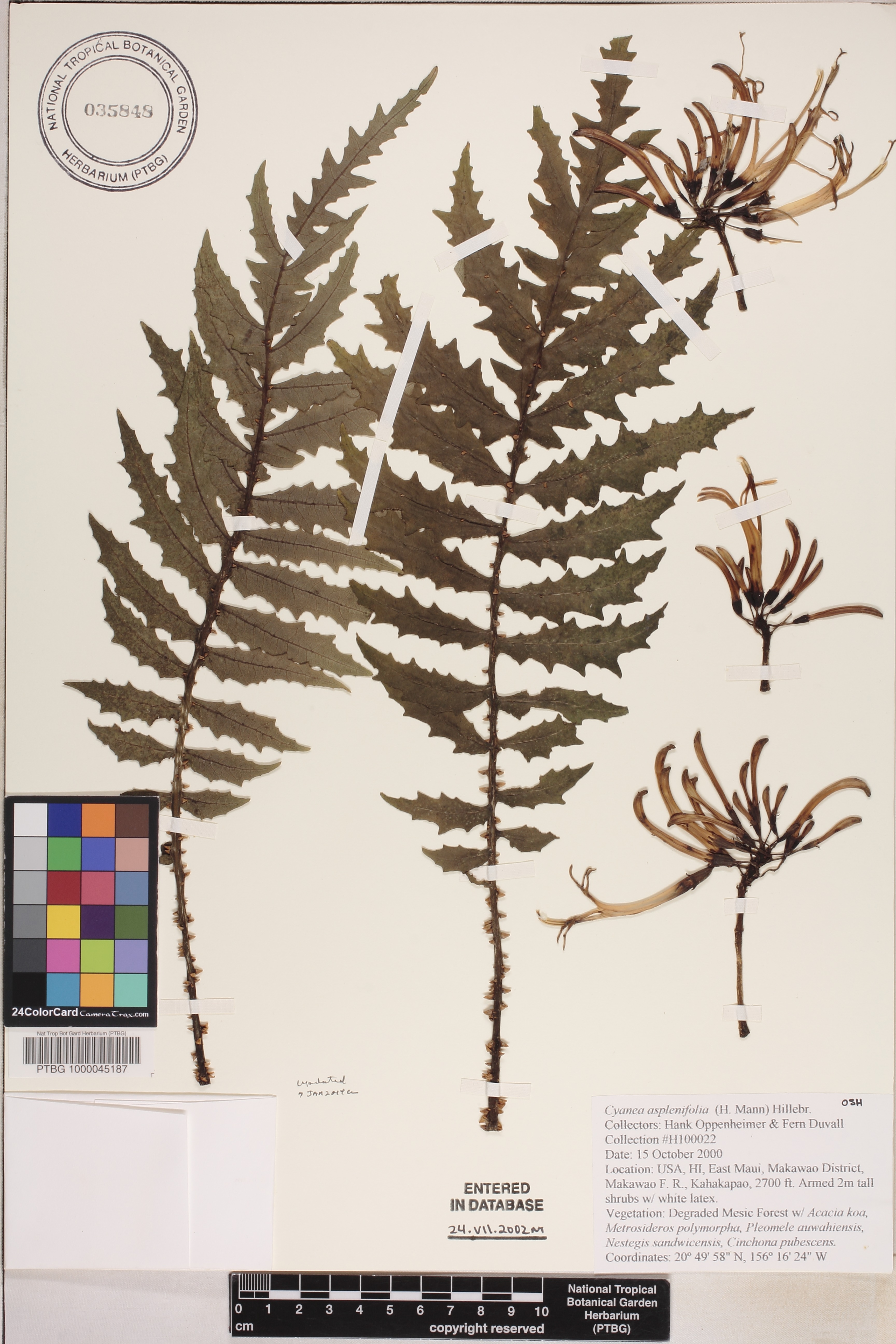 Cyanea aspleniifolia image