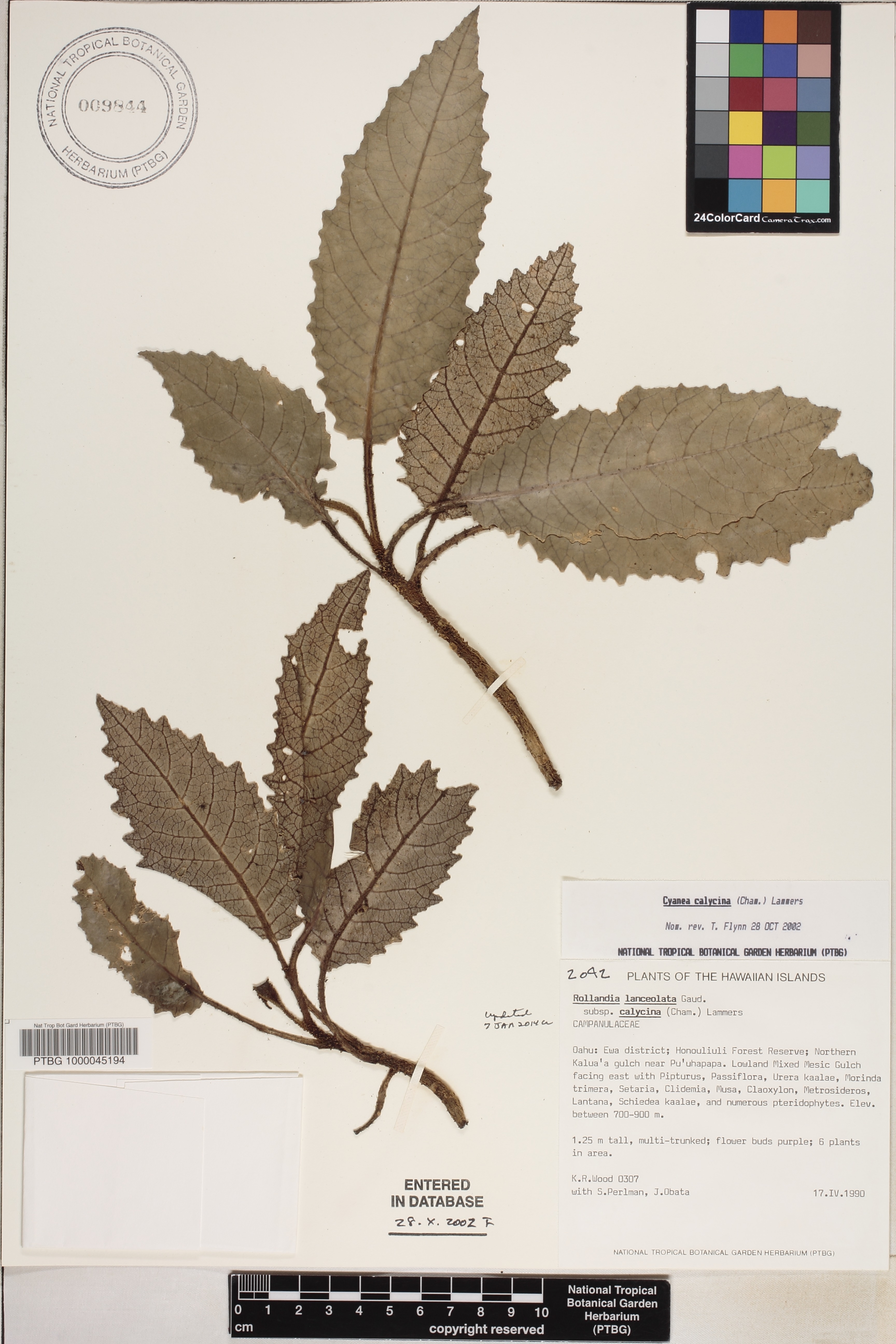 Cyanea calycina image