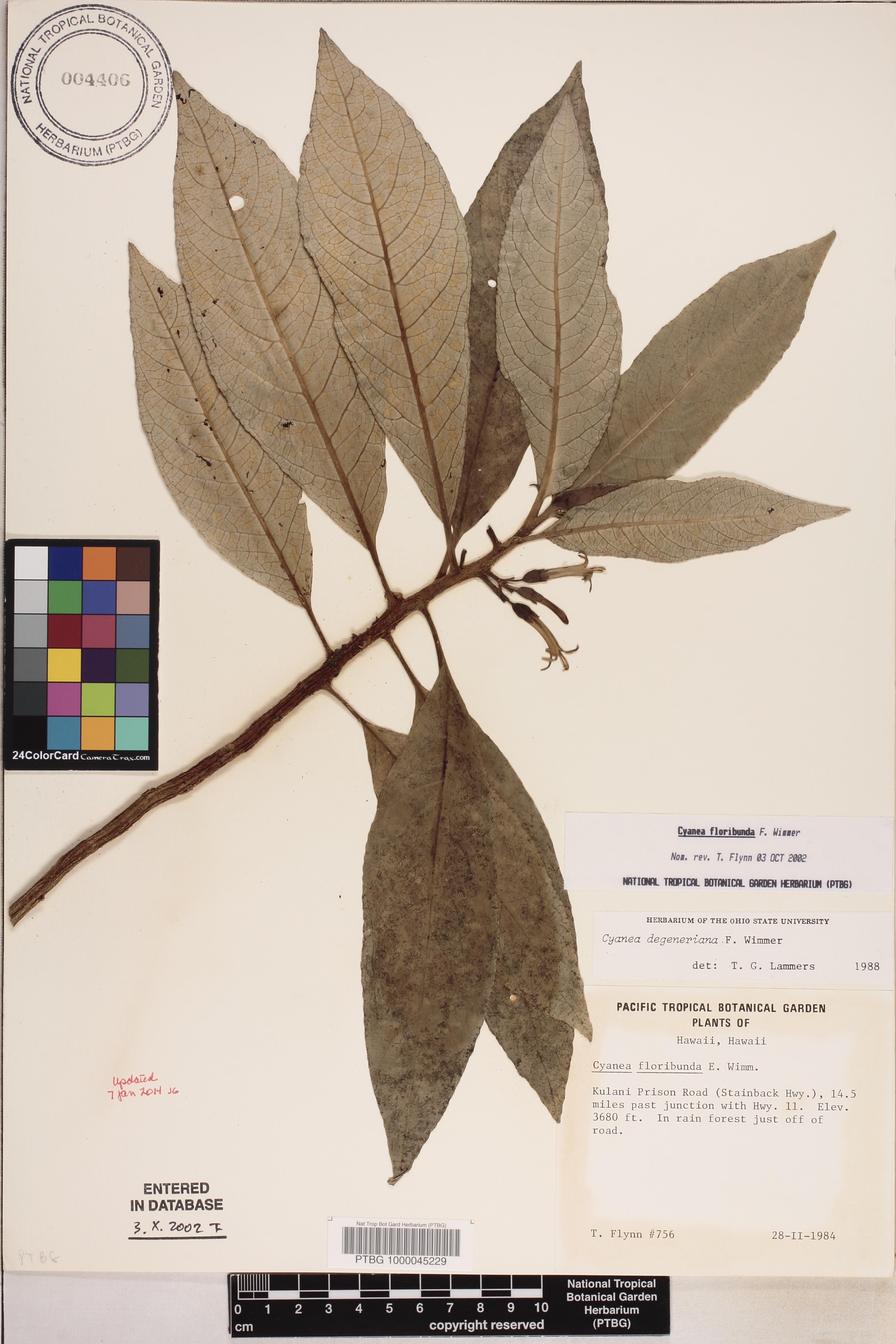 Cyanea floribunda image