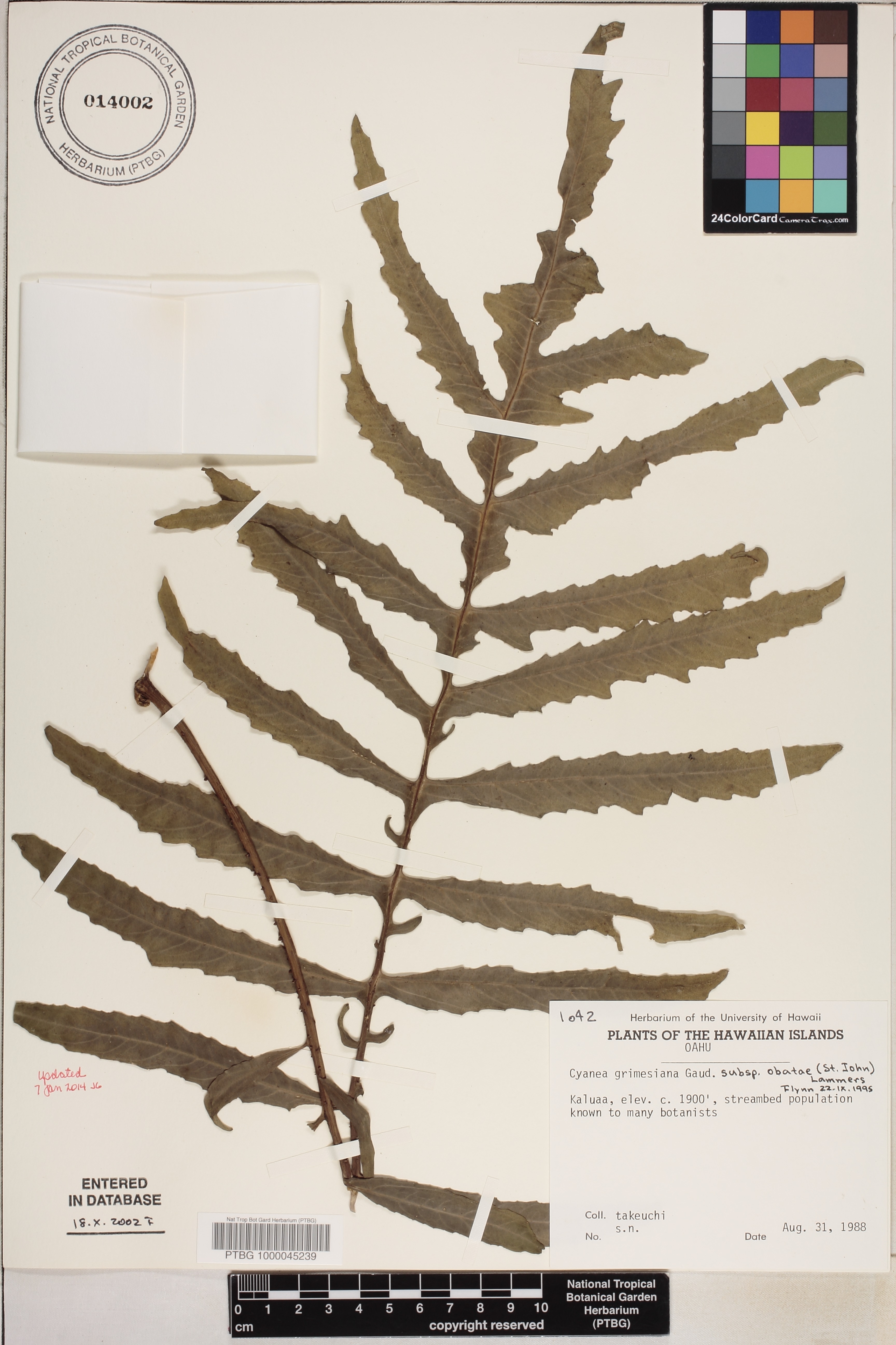 Cyanea grimesiana image