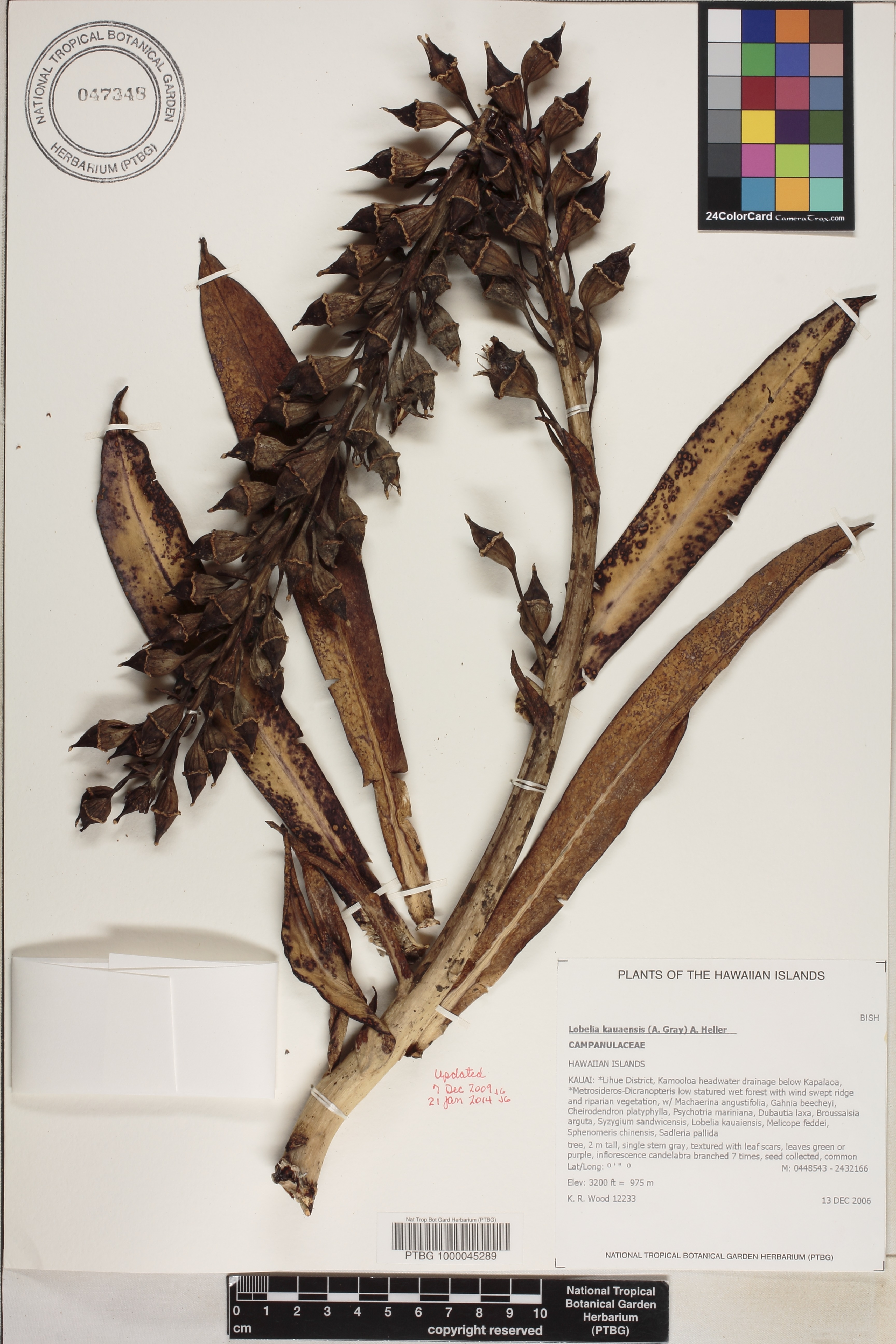 Lobelia image