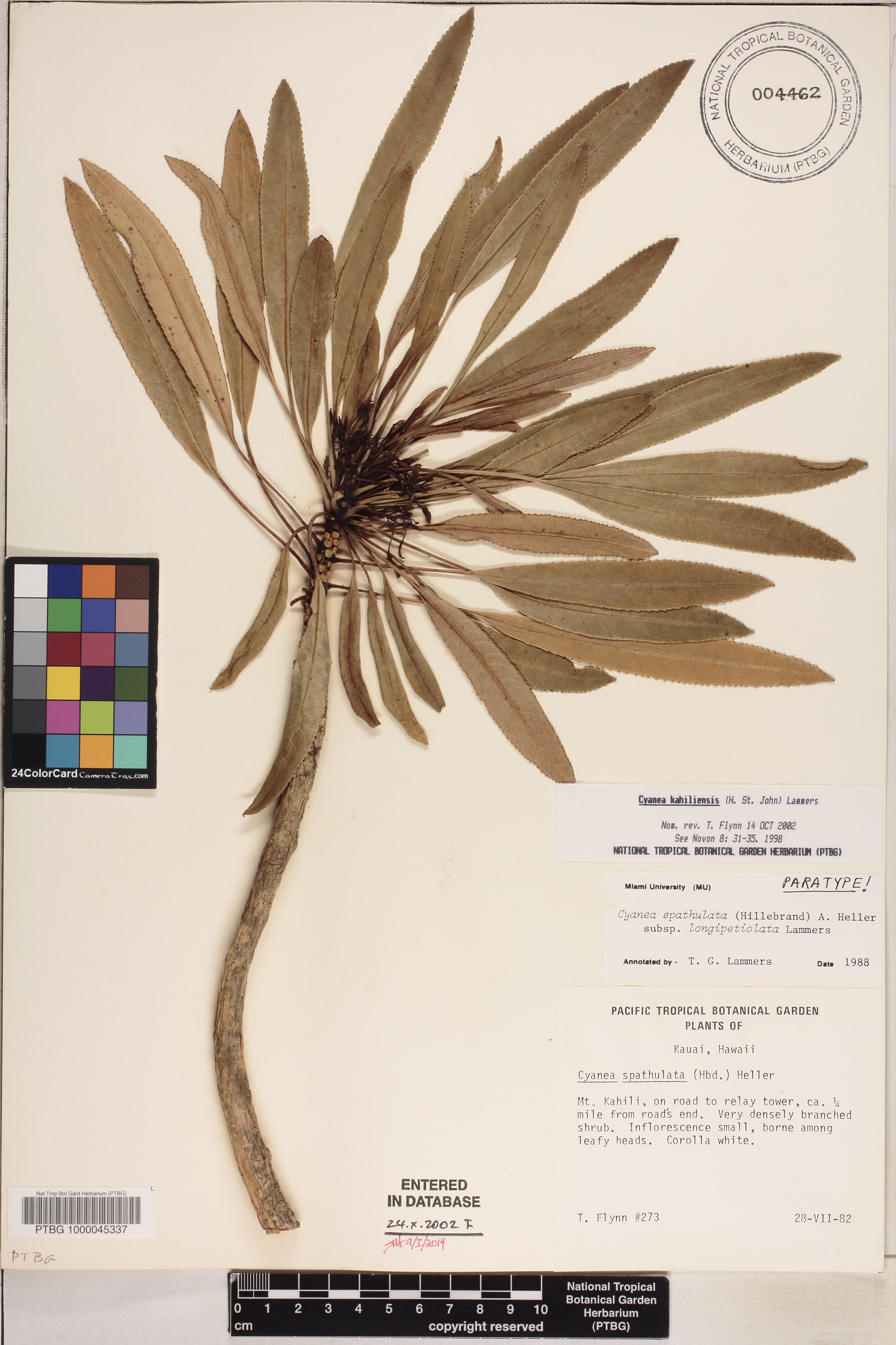 Cyanea kahiliensis image