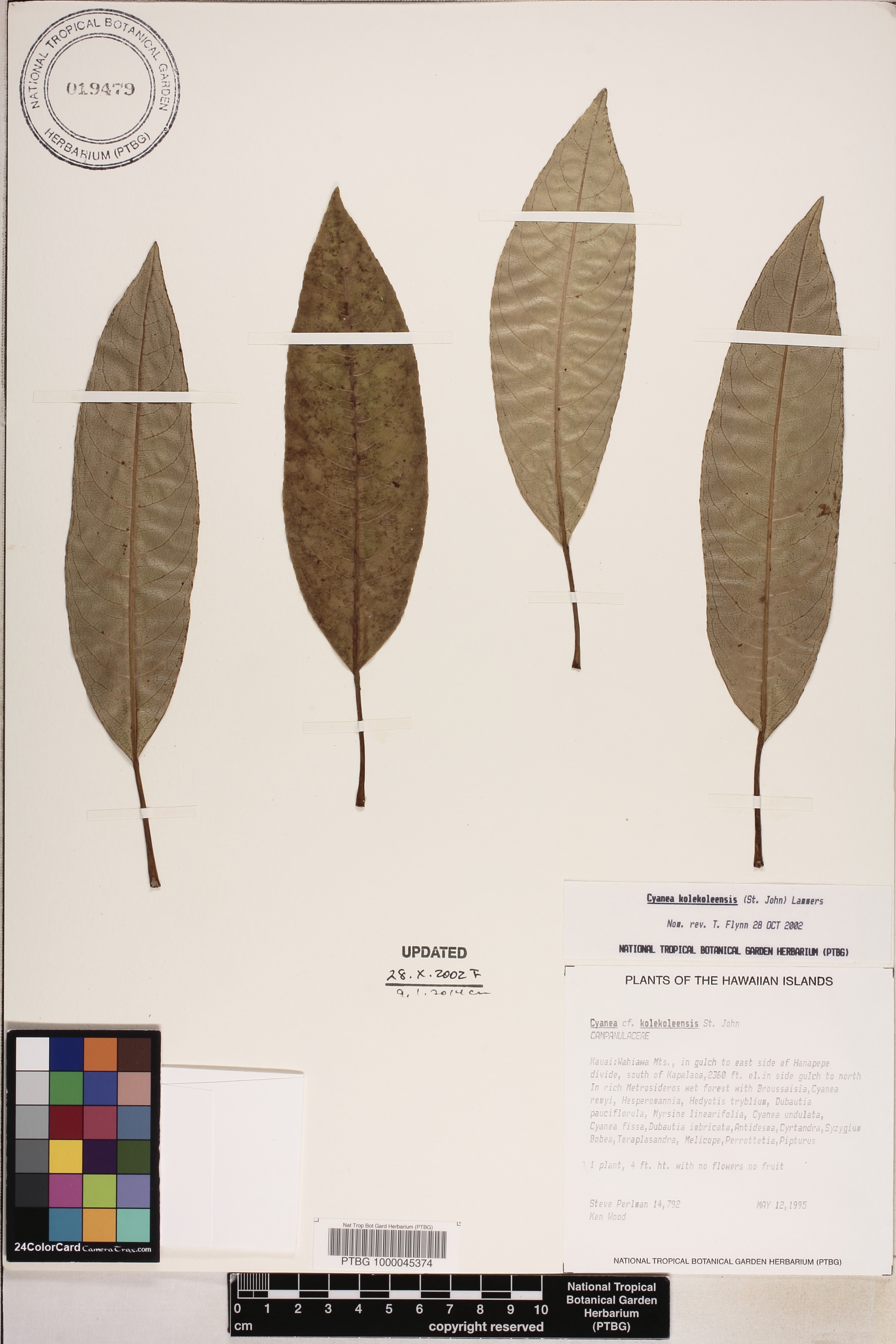 Cyanea kolekoleensis image