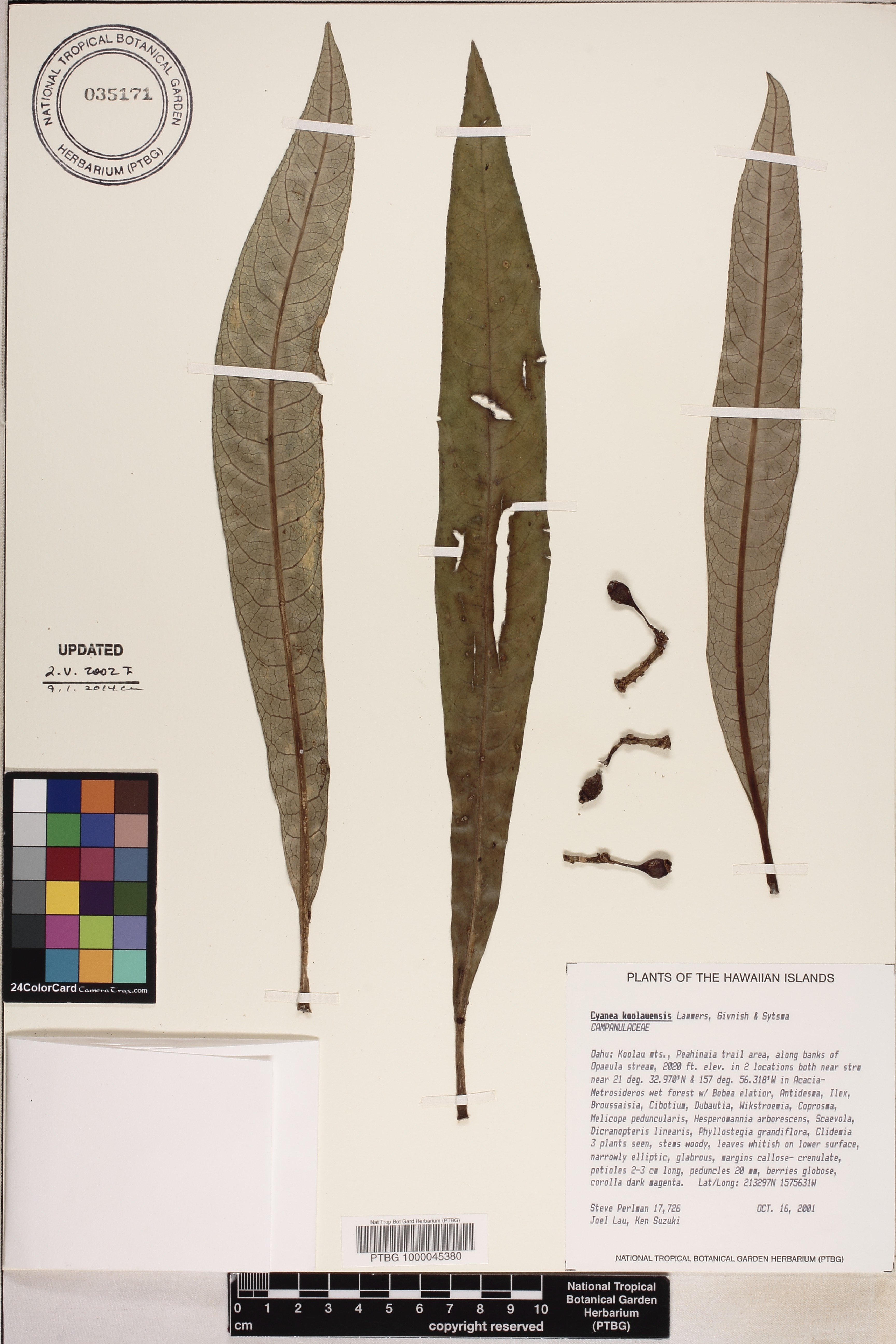 Cyanea koolauensis image