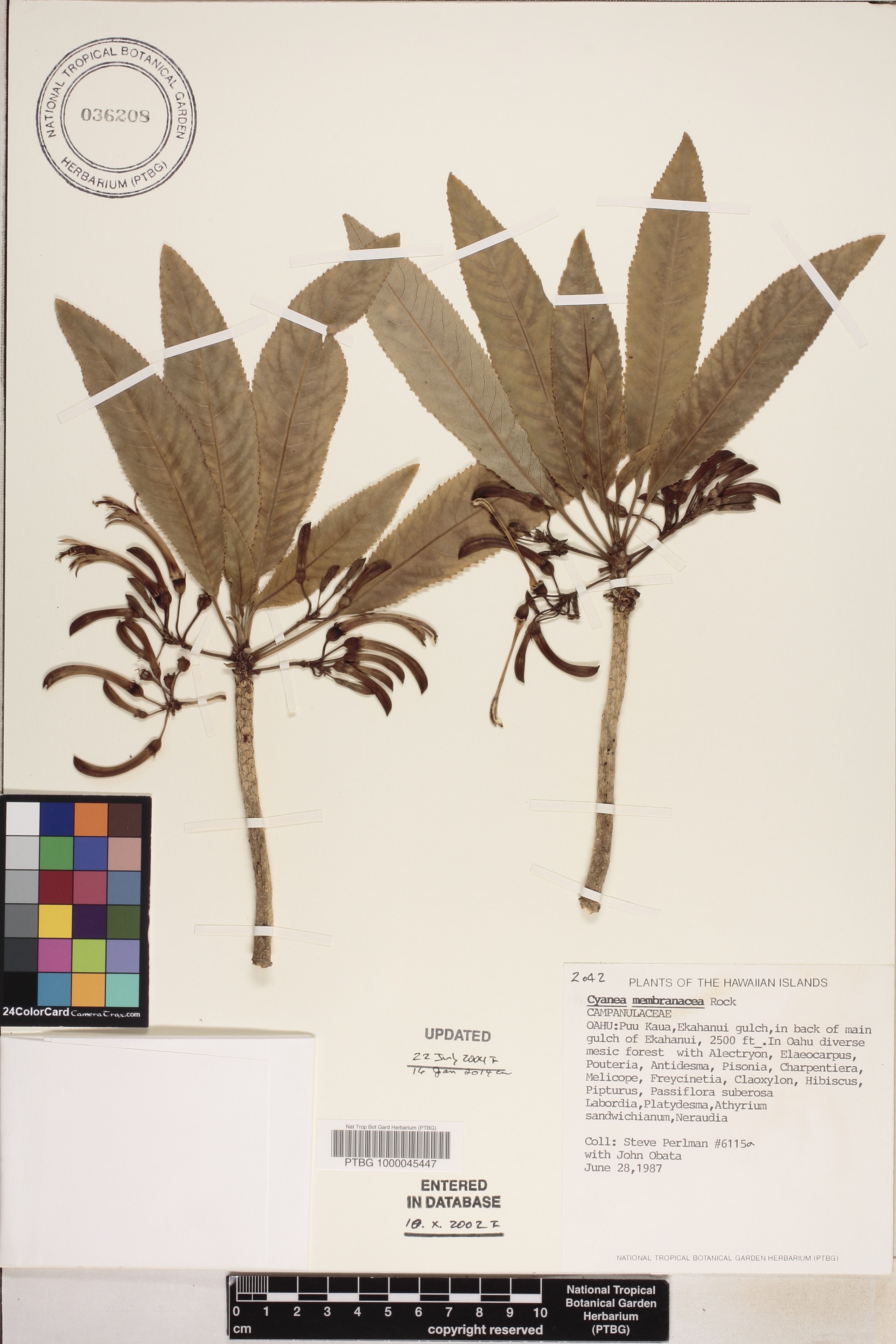 Cyanea membranacea image