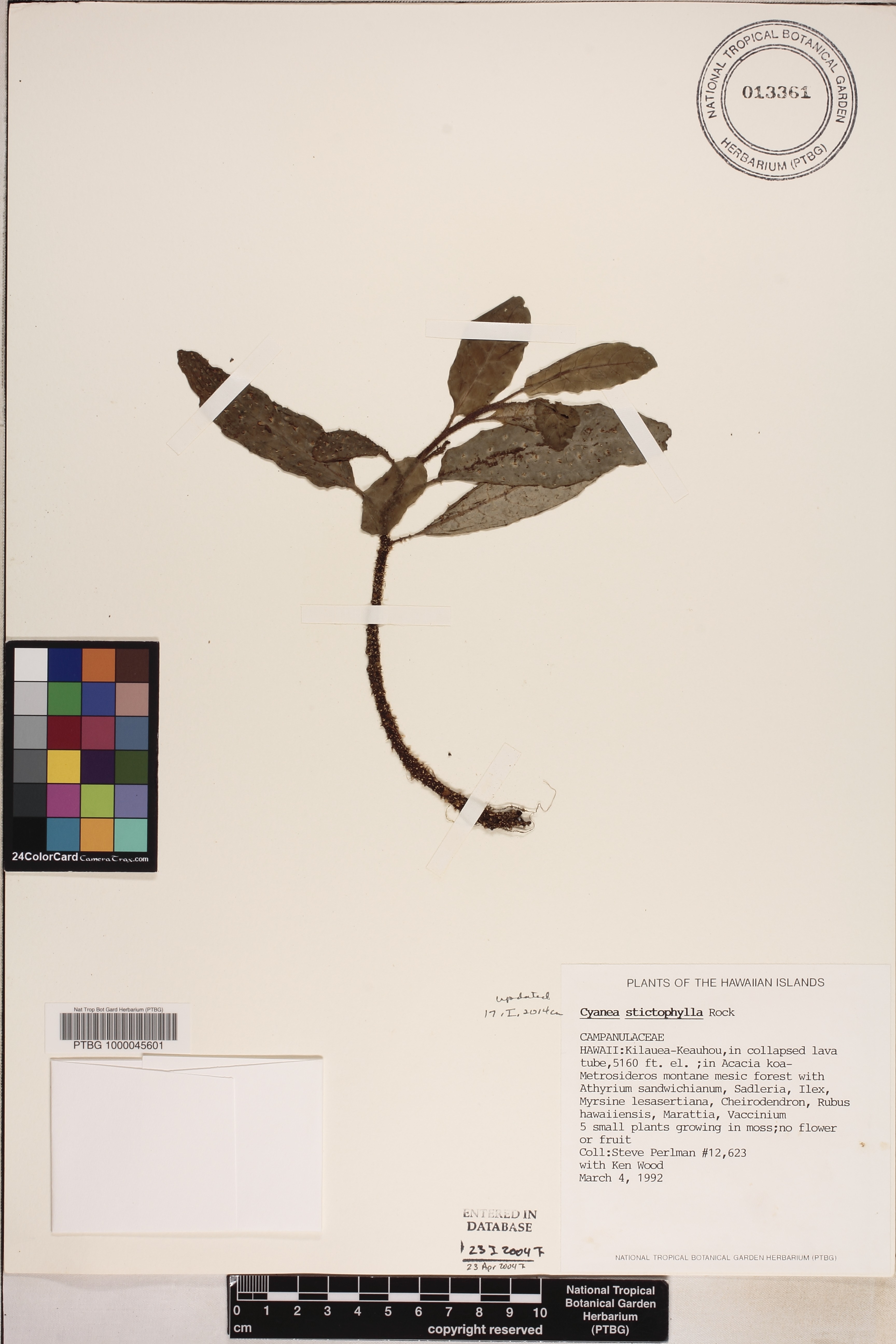 Cyanea stictophylla image