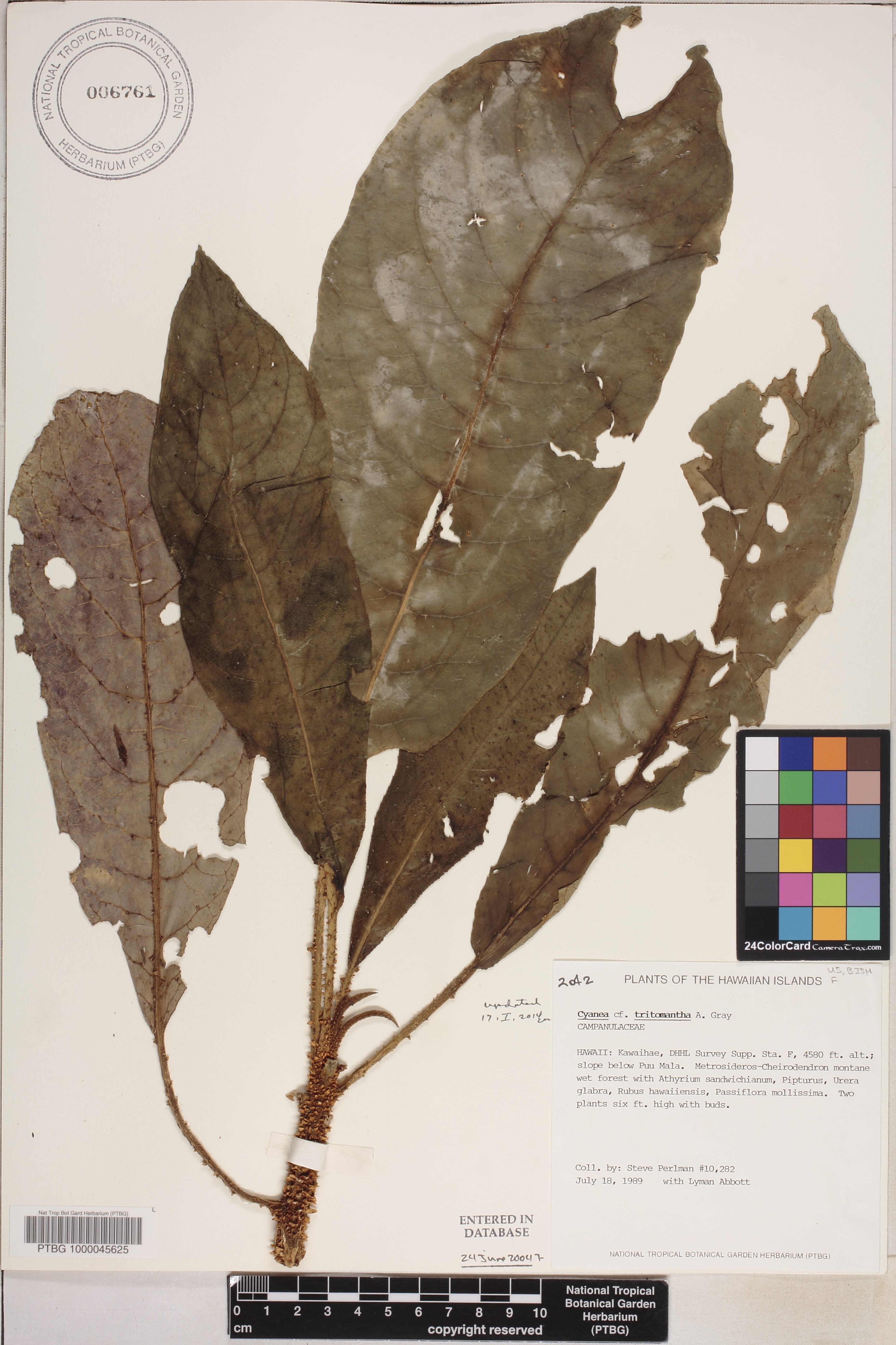 Cyanea tritomantha image