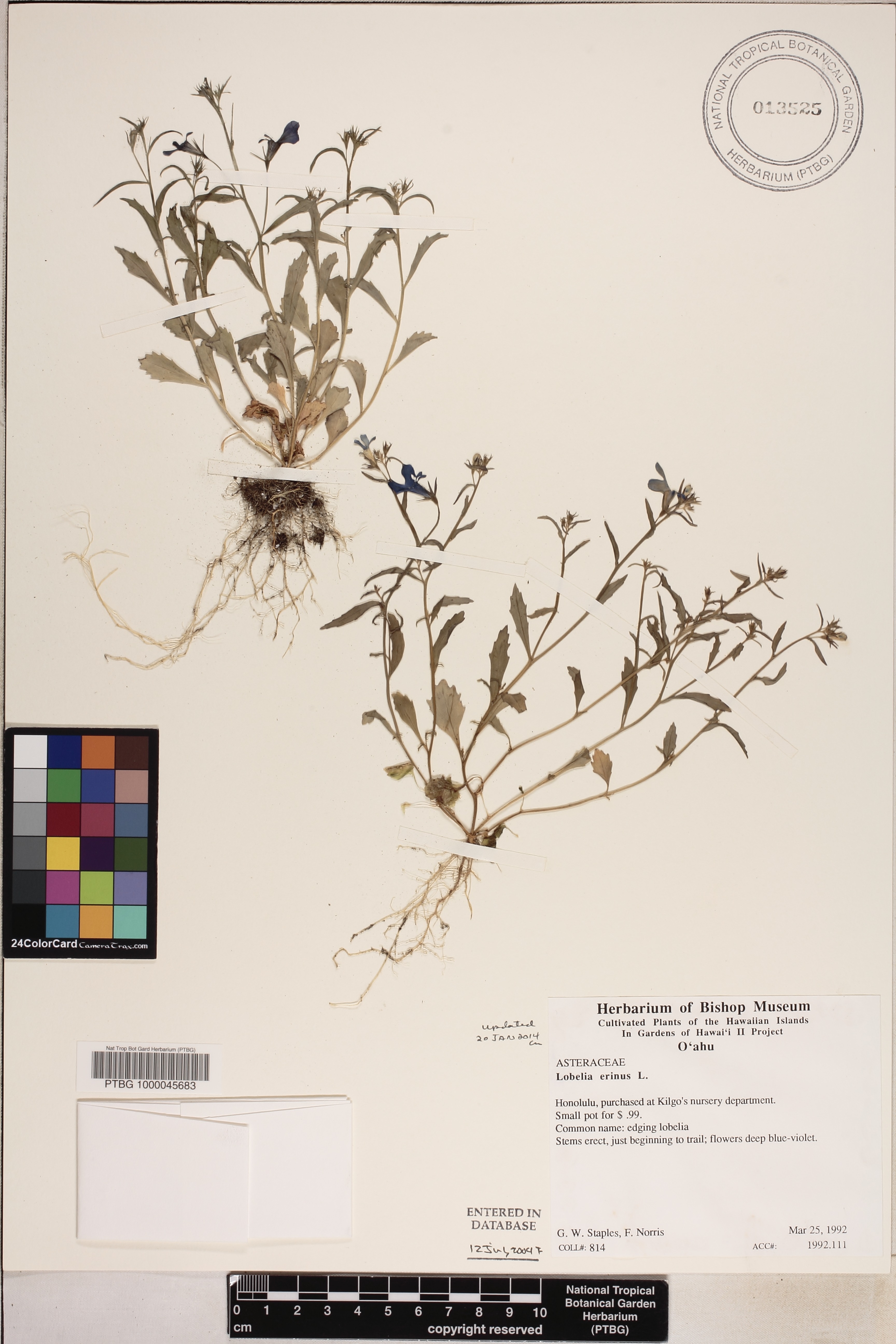 Lobelia erinus image