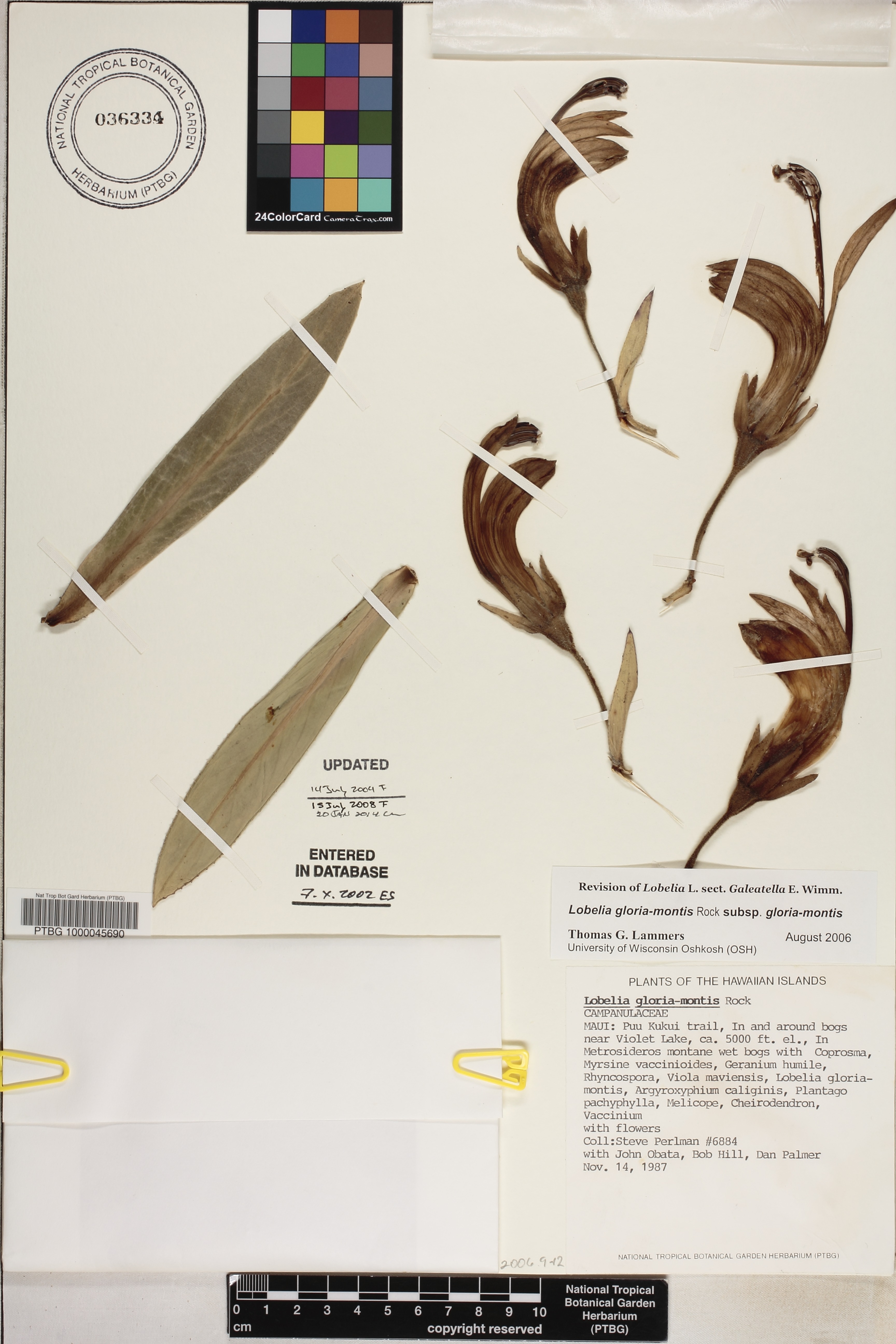 Lobelia gloria-montis subsp. gloria-montis image
