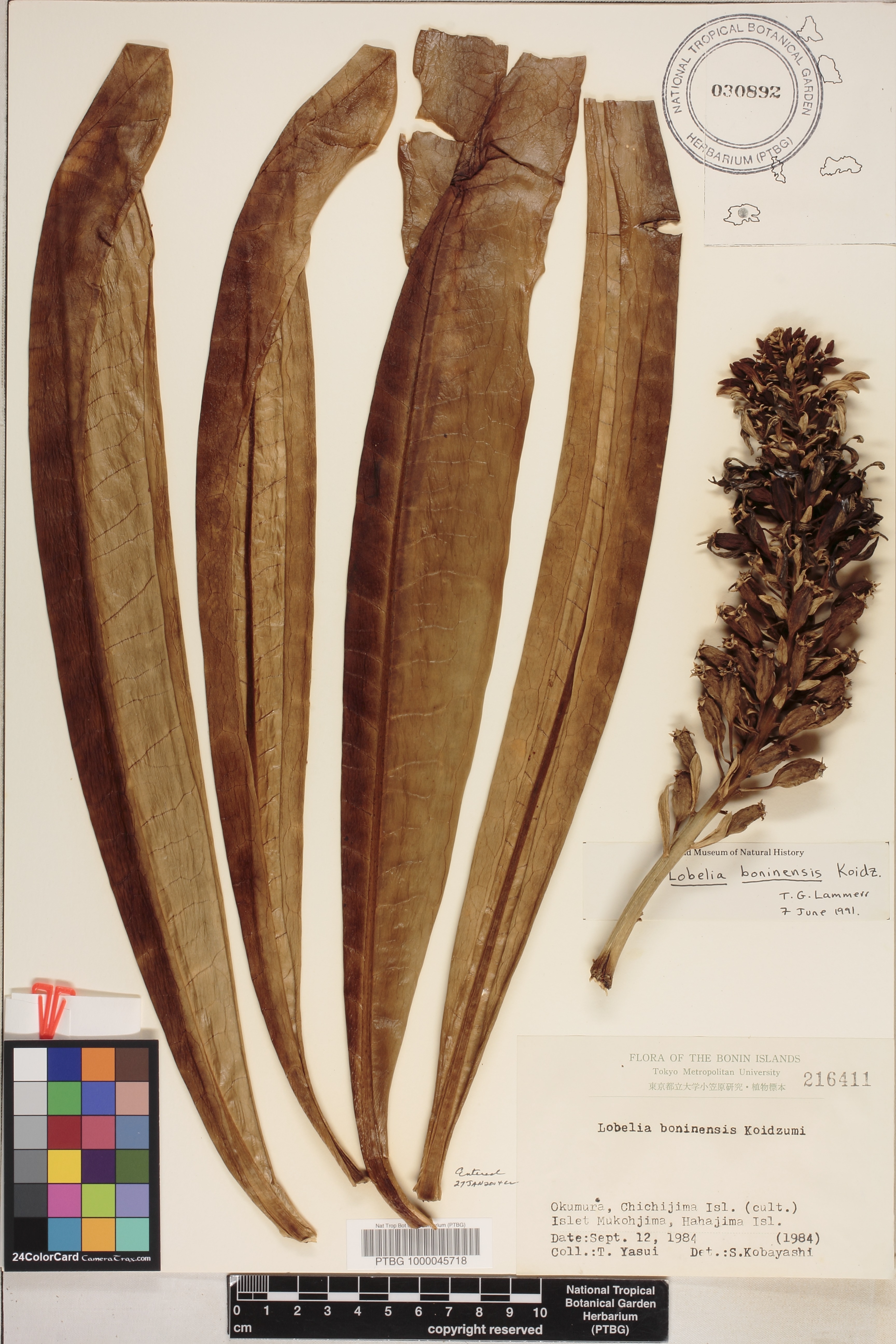 Lobelia boninensis image
