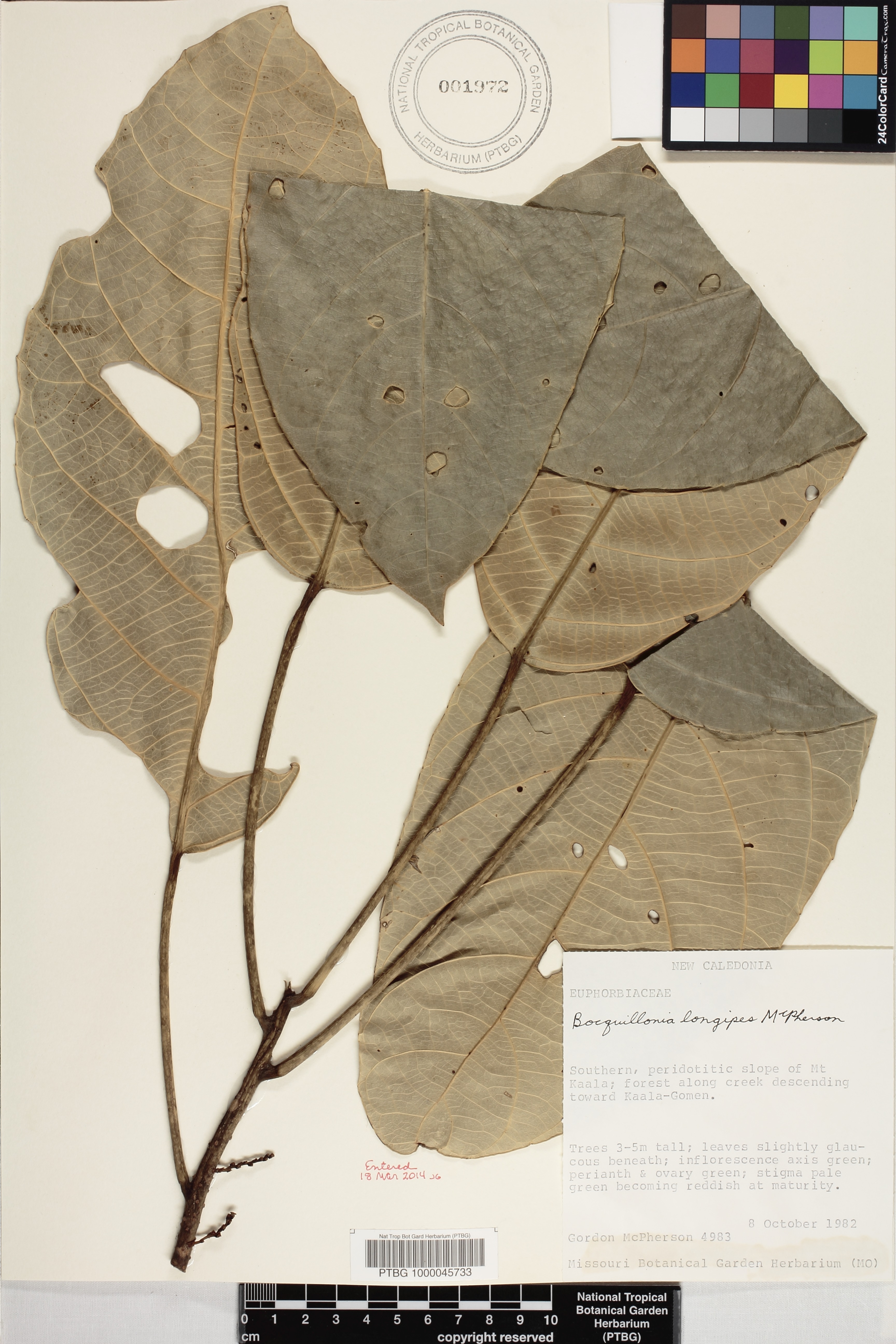 Bocquillonia longipes image